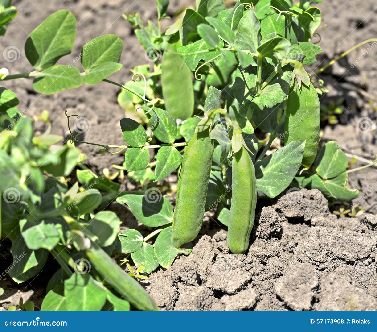 Green pea stock photo. Image of green, corn, beans, season 57173908