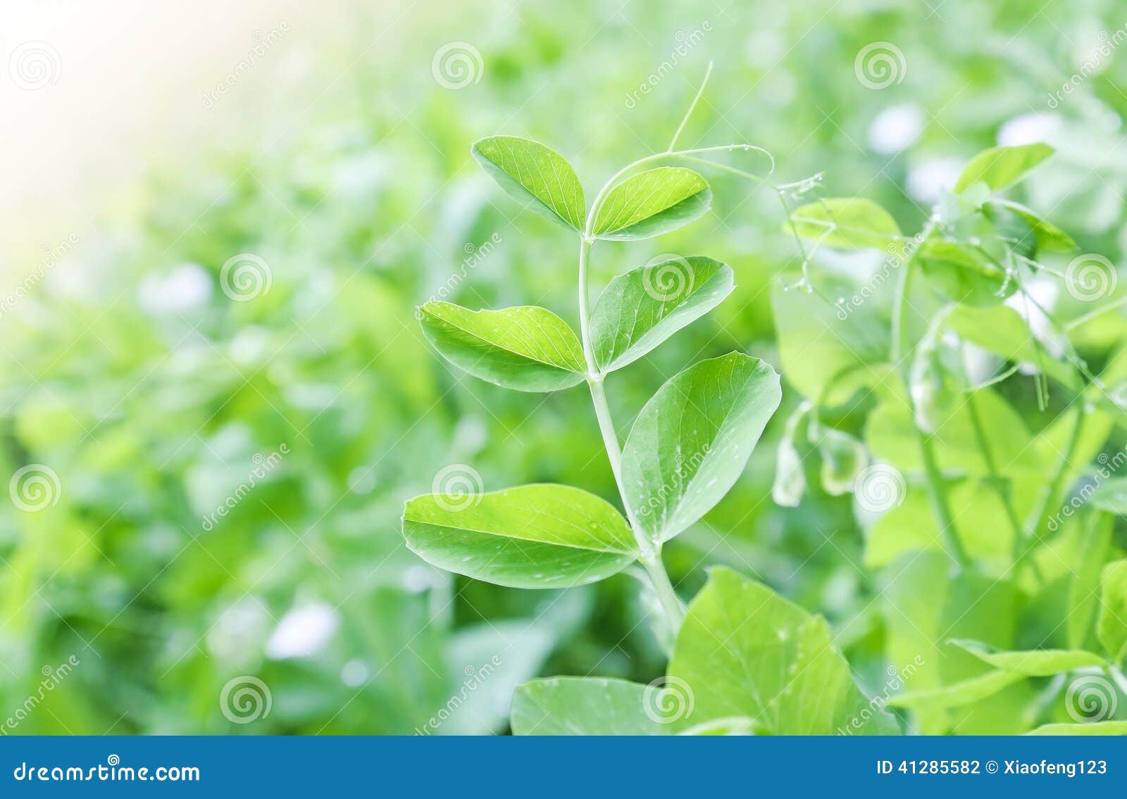 Green pea leaf stock photo. Image of growth, sweet, vegetable 41285582