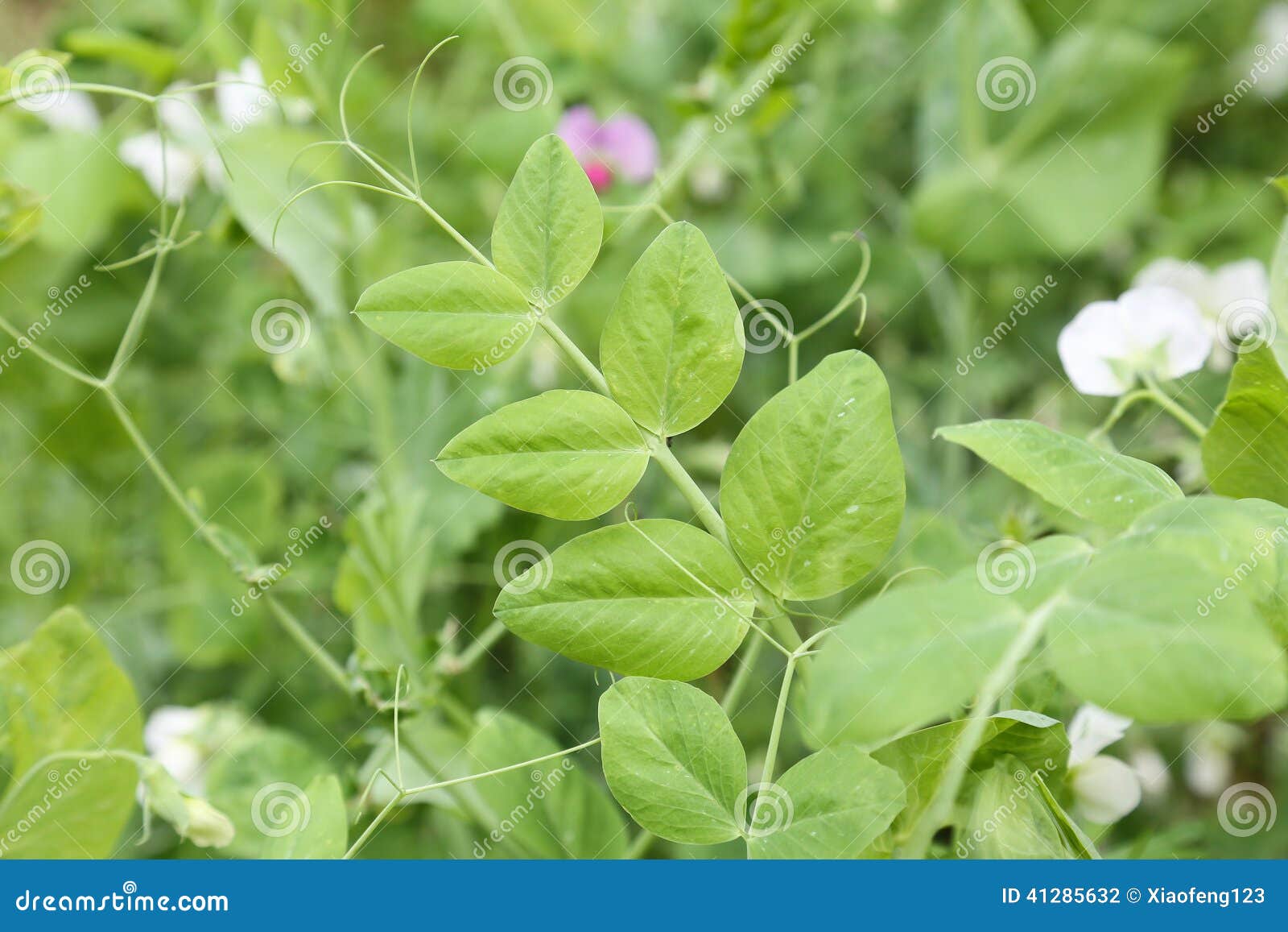 Green pea leaf stock photo. Image of nature, growth, texture 41285632