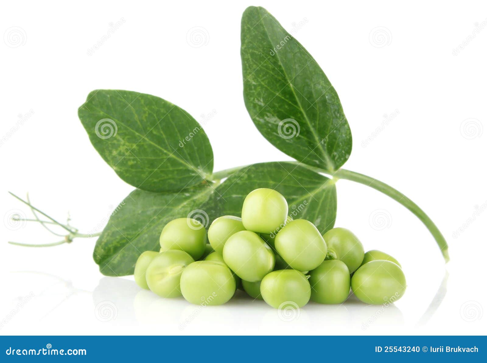 Green pea with leaves stock photo. Image of ripe, vegetation 25543240