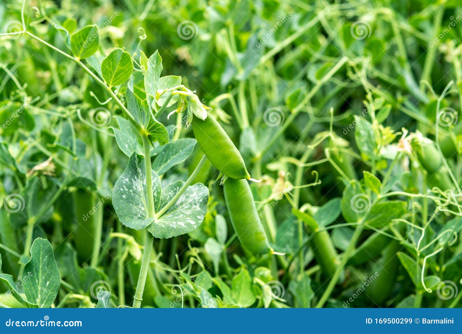 Green Pea Plants Growing on Farming Fields in Summer Stock Image