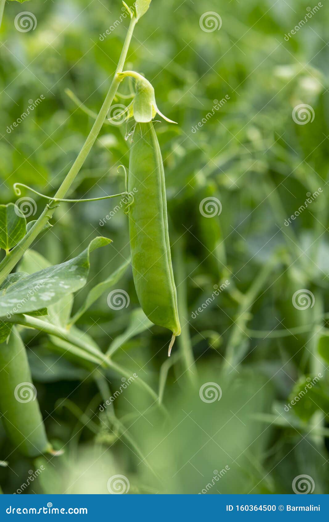 Green Pea Plants Growing on Farming Fields in Summer Stock Photo