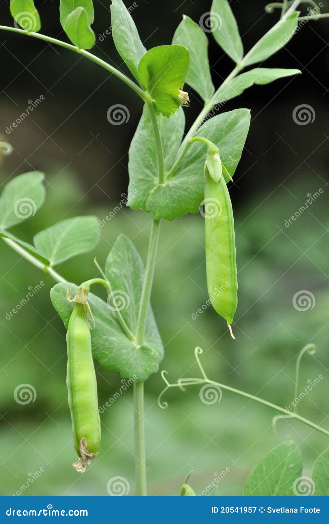 Green pea pods stock image. Image of grow, vegetarian 20541957