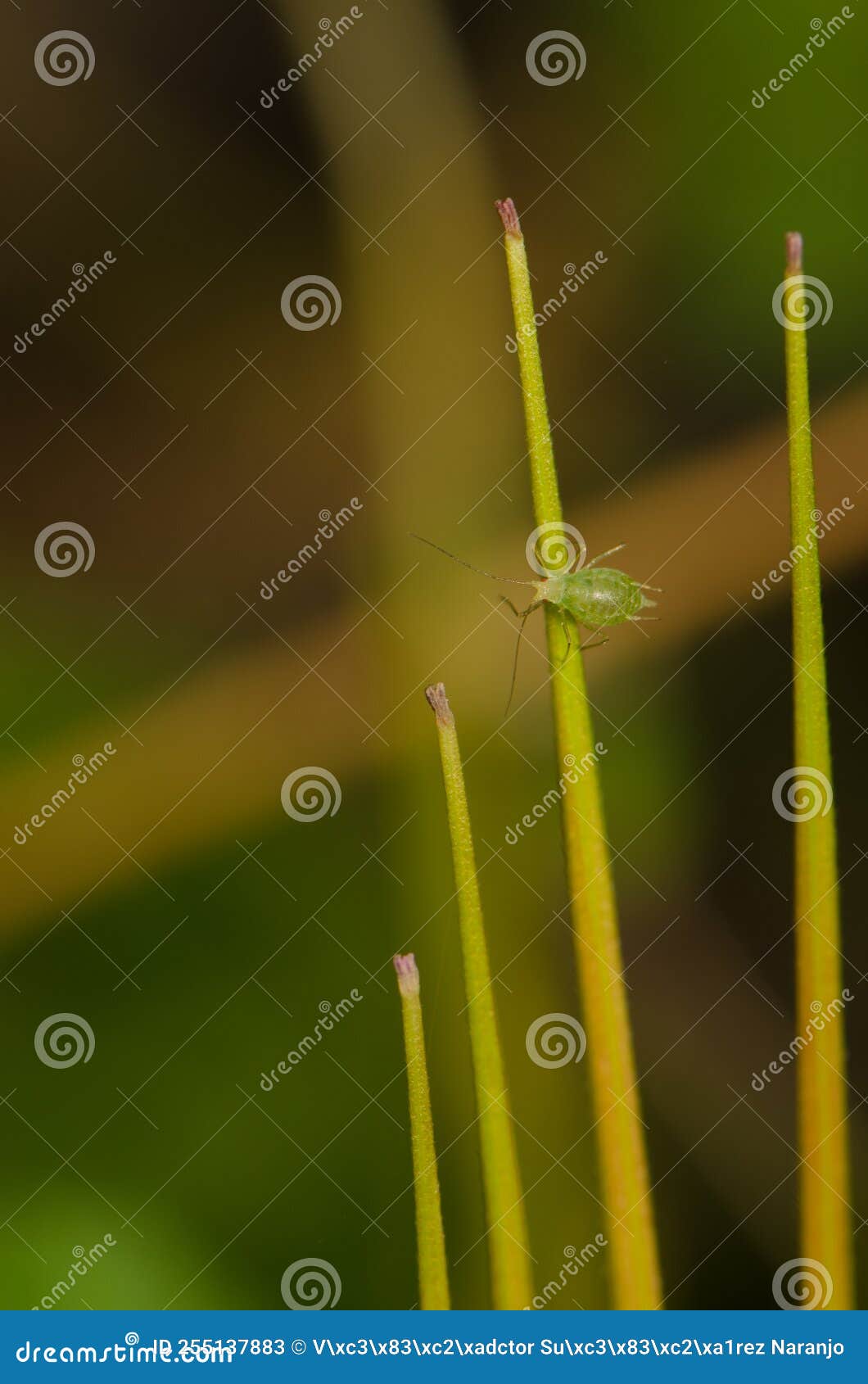 Green Peach Aphid on a Fruit of Roundleaf Geranium. Stock Image Image