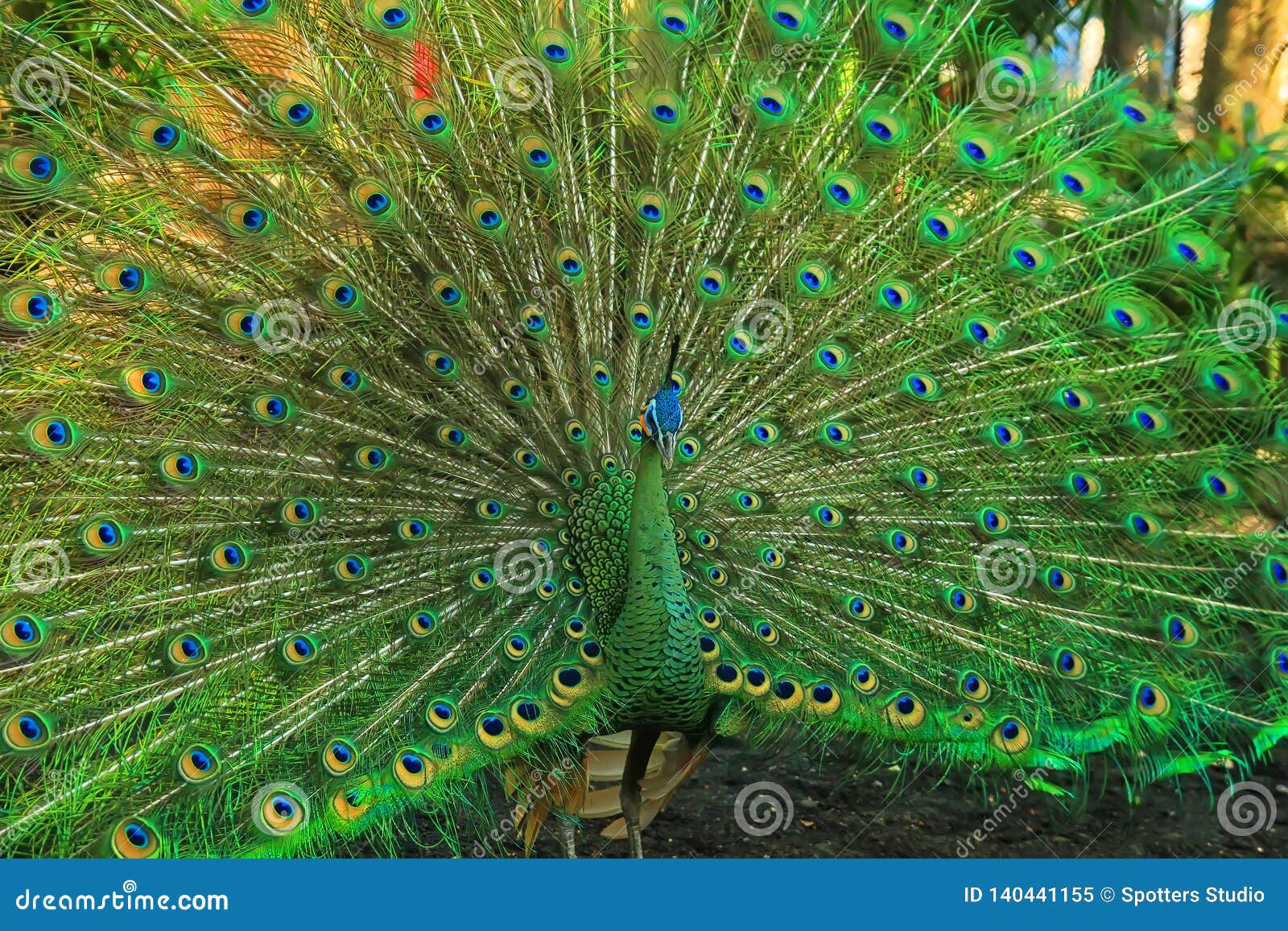 Green Peacock With A Beautiful Tail Stock Image - Image of ...