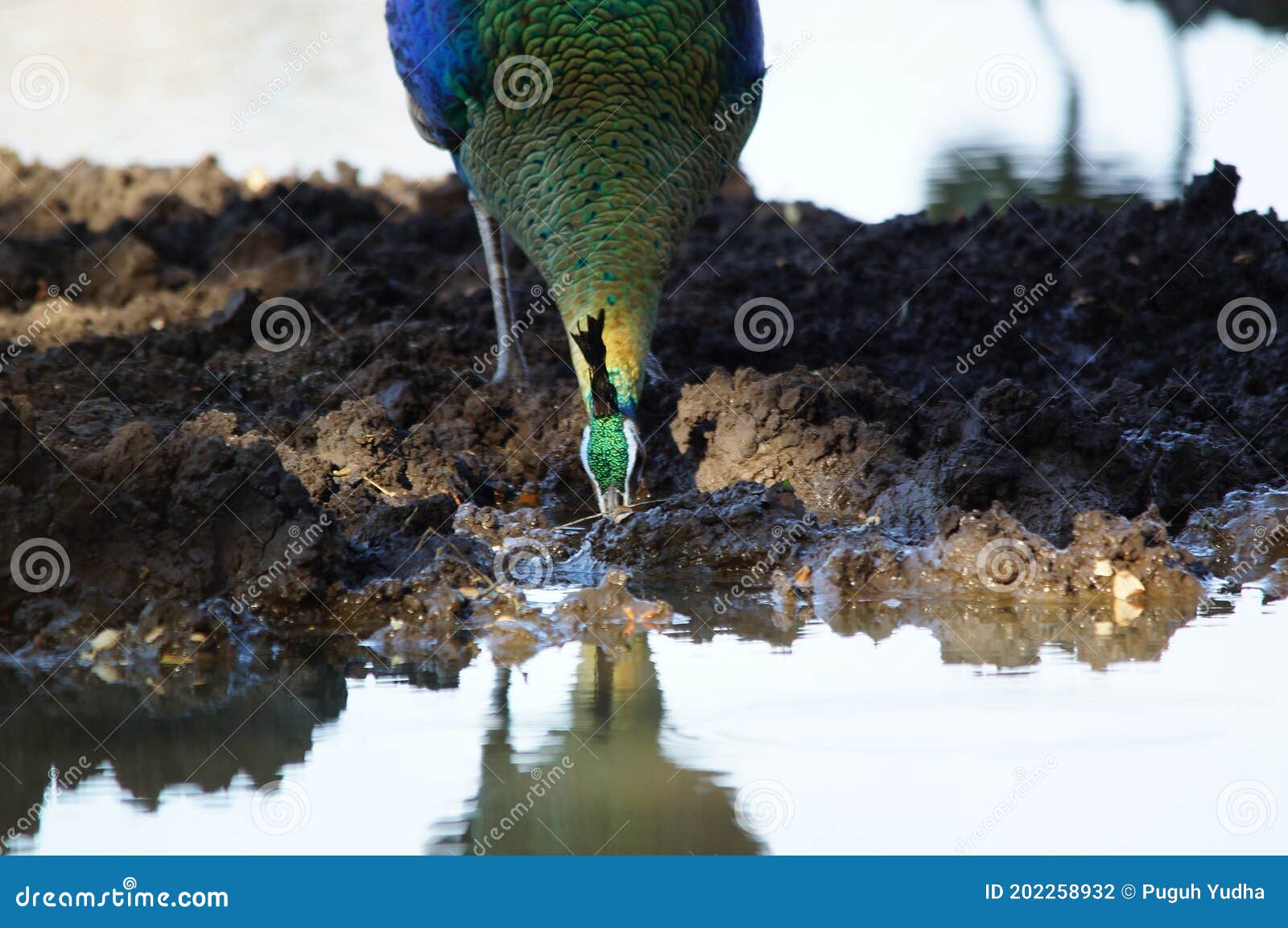 female green peacock is drinking in a puddle