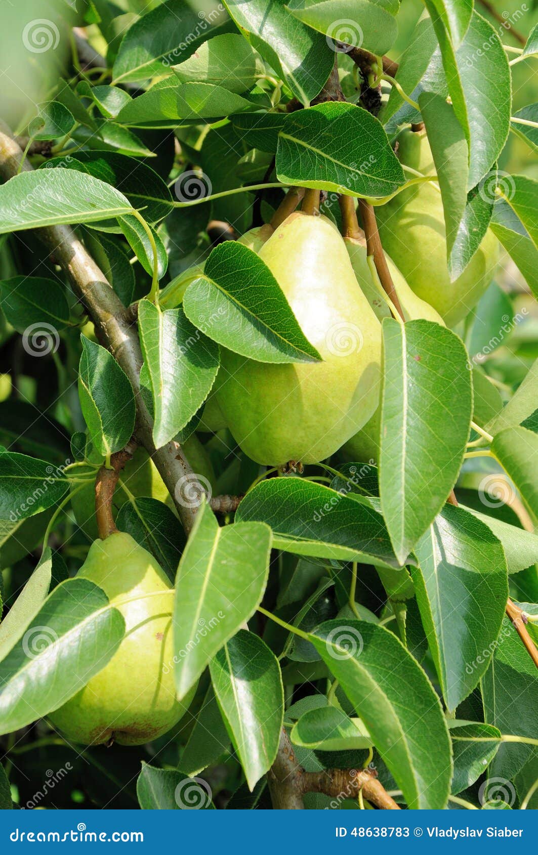 Green Pears Growing on the Tree Stock Image Image of pear