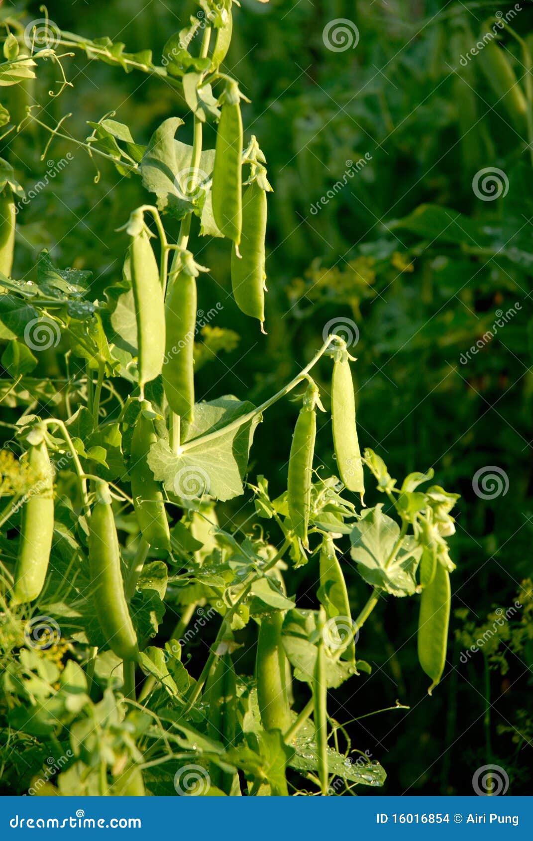 Green peas stock photo. Image of eating, healthy, green - 16016854