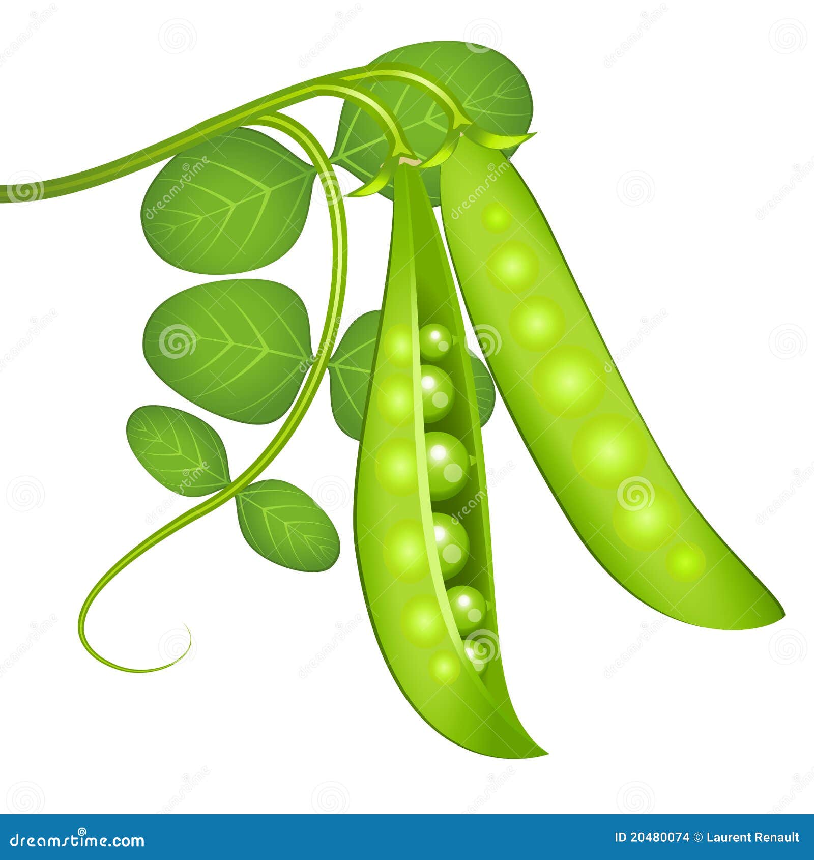 Green Peas Watercolor Stock Photo | CartoonDealer.com #52287078