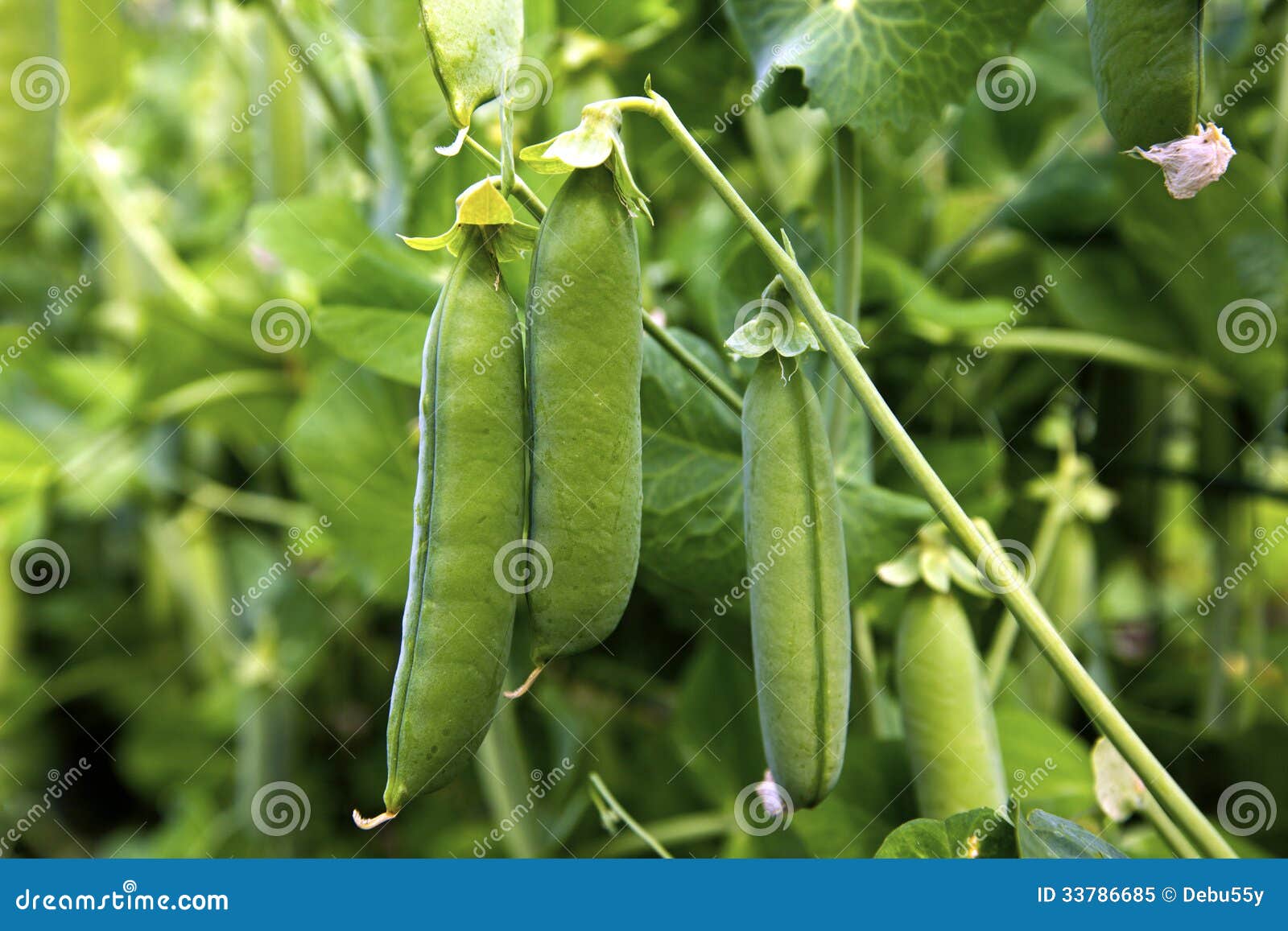 Green peas in a garden. stock image. Image of nature - 33786685