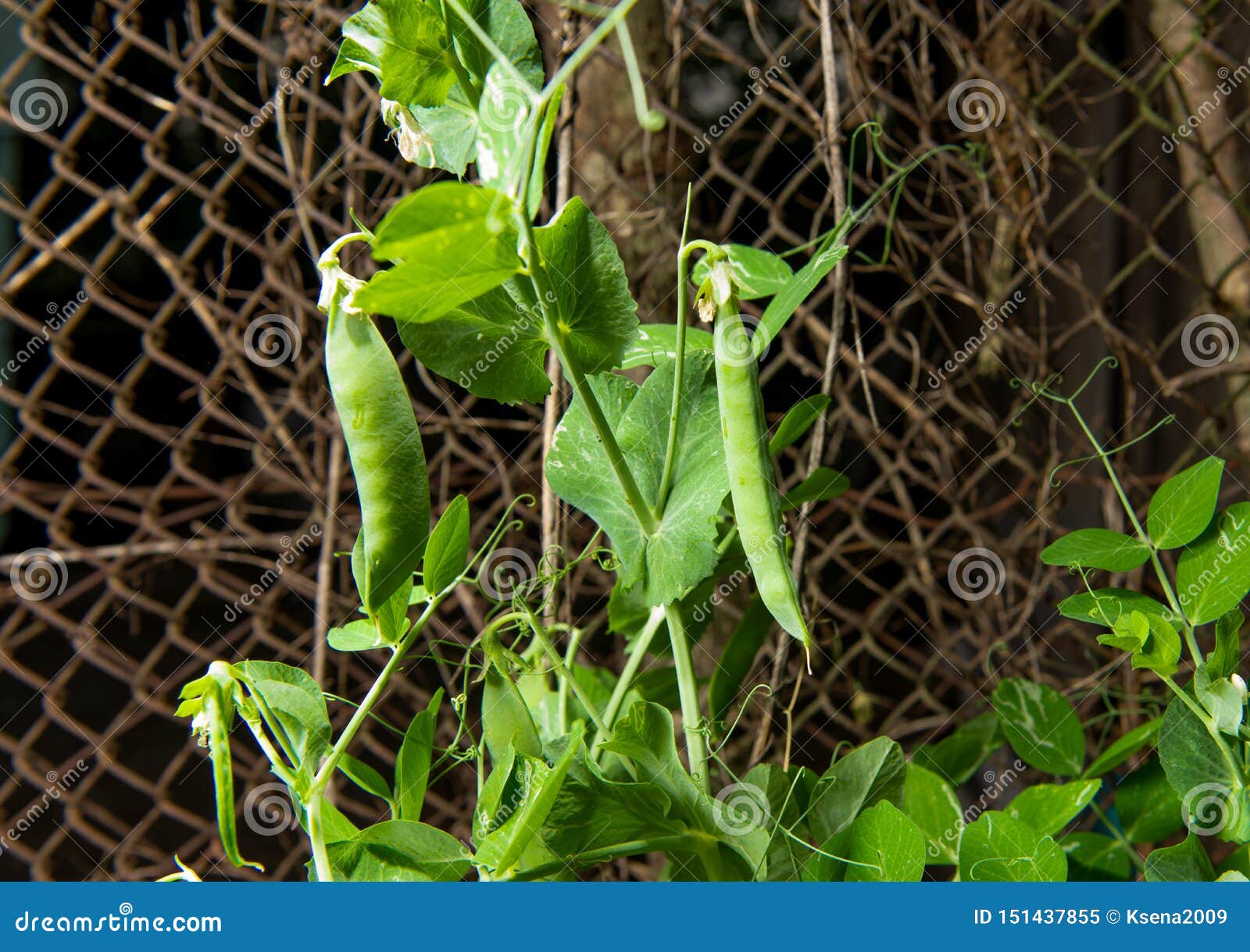 Green Peas Growing on a Farm Stock Image Image of nature, vegetable 151437855