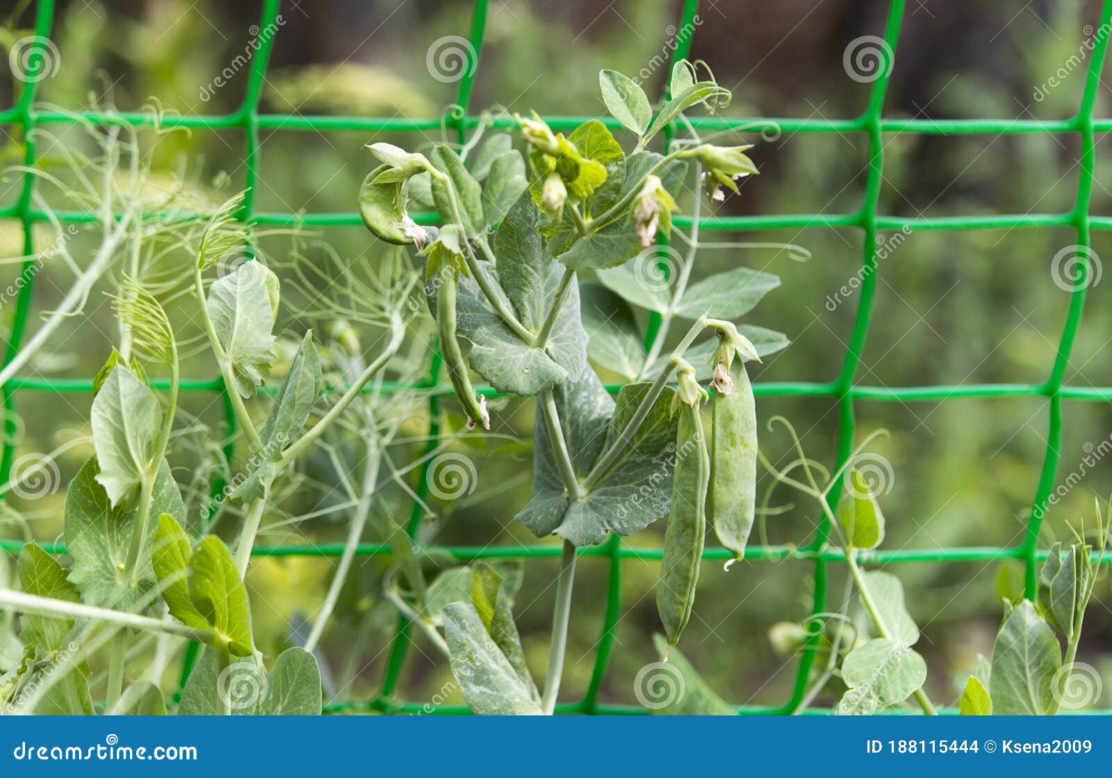 Green Peas Growing on a Farm Stock Photo Image of organic, lots