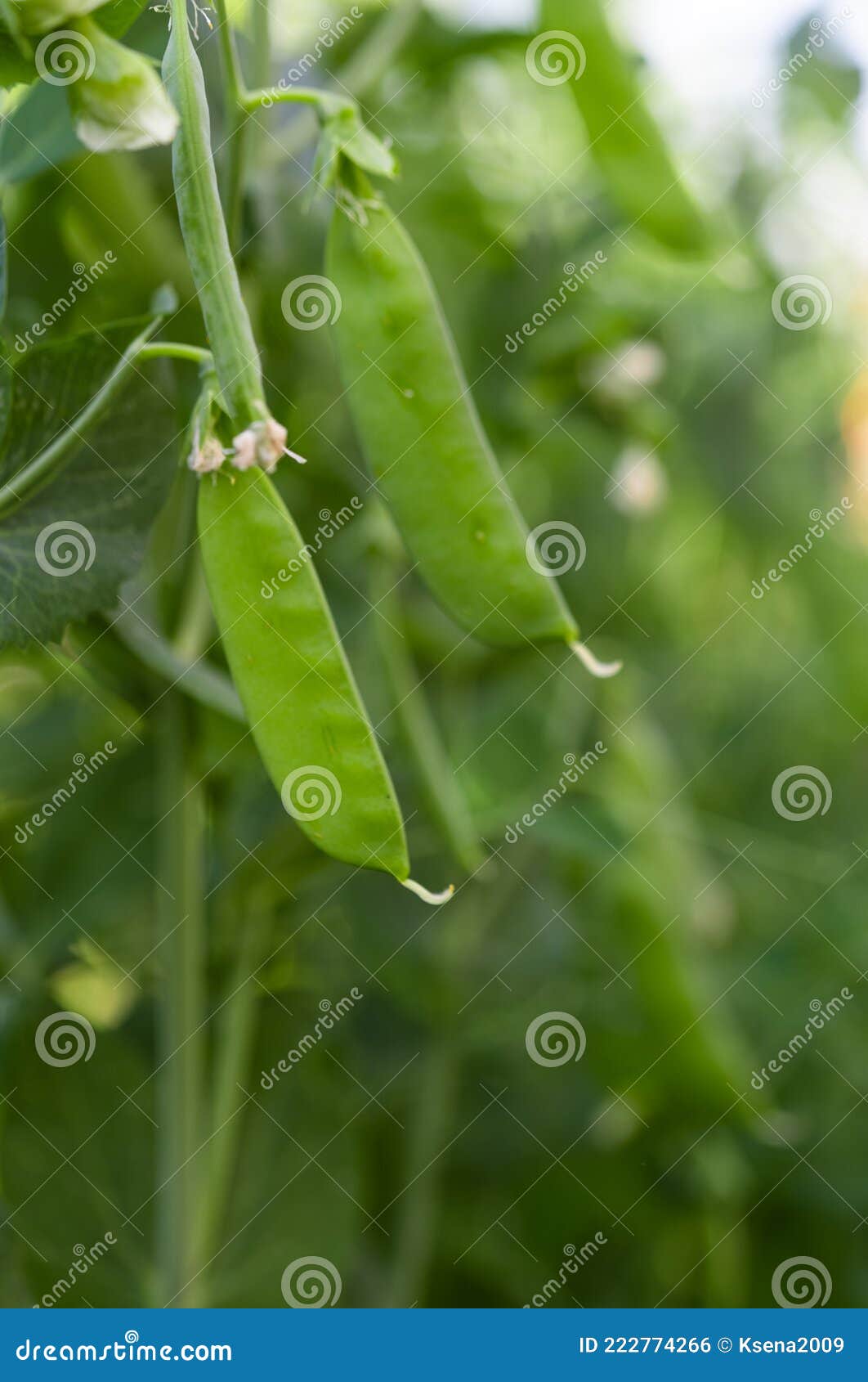 Green Peas Growing on the Farm Stock Photo Image of crop, fresh 222774266