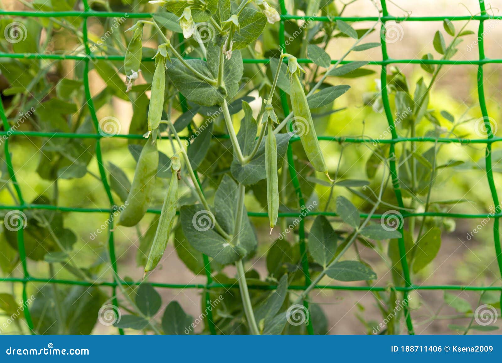 Green Peas Growing in the Garden Stock Photo Image of plant, seed 188711406