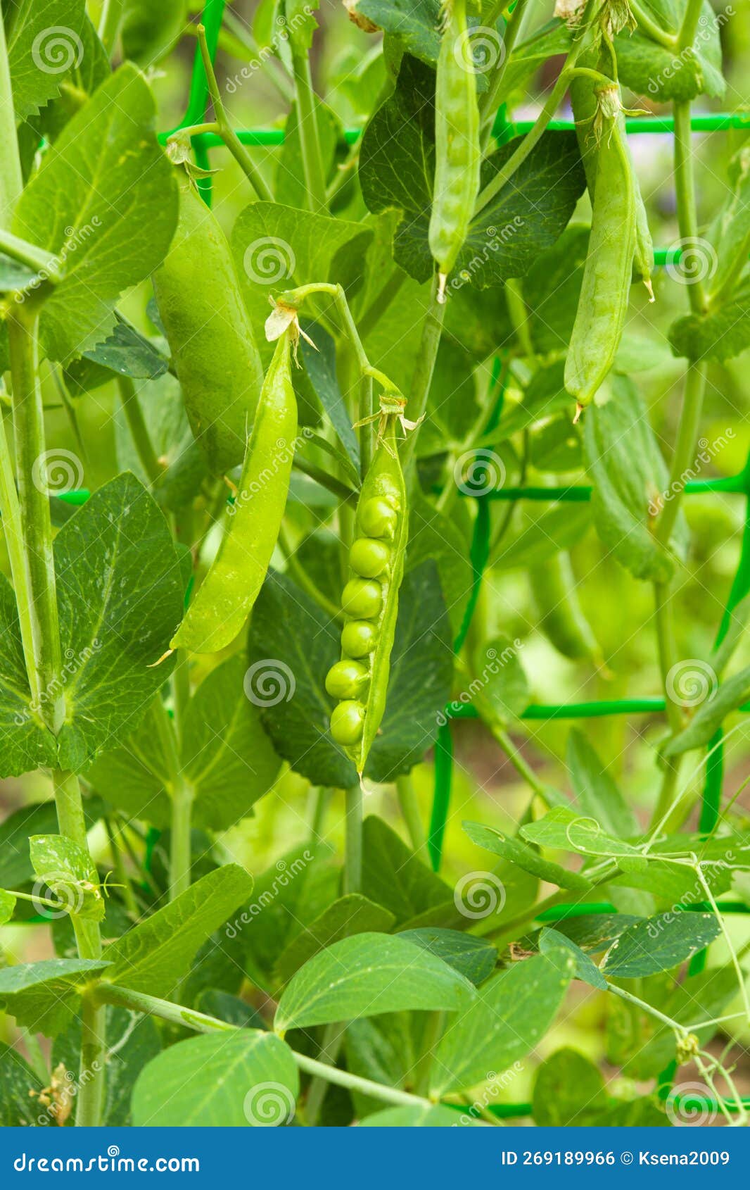 Green Peas Growing in the Garden Stock Photo Image of agriculture, food 269189966