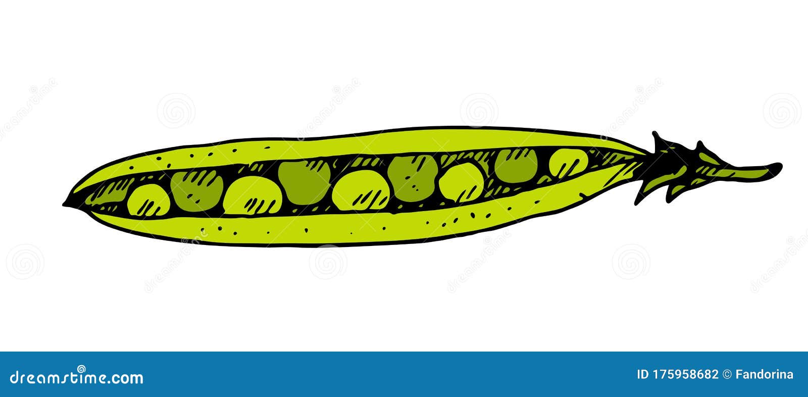 Green Peas Hand Drawn Vector Sketch Stock Vector - Illustration of