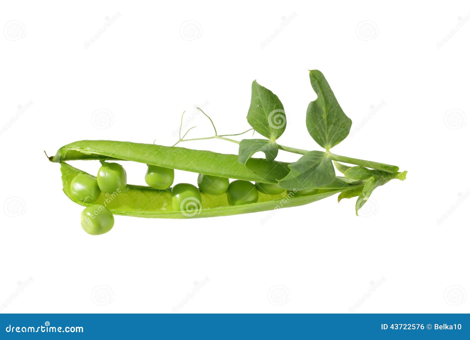 Green peas with leaves stock photo. Image of summer, diet 43722576