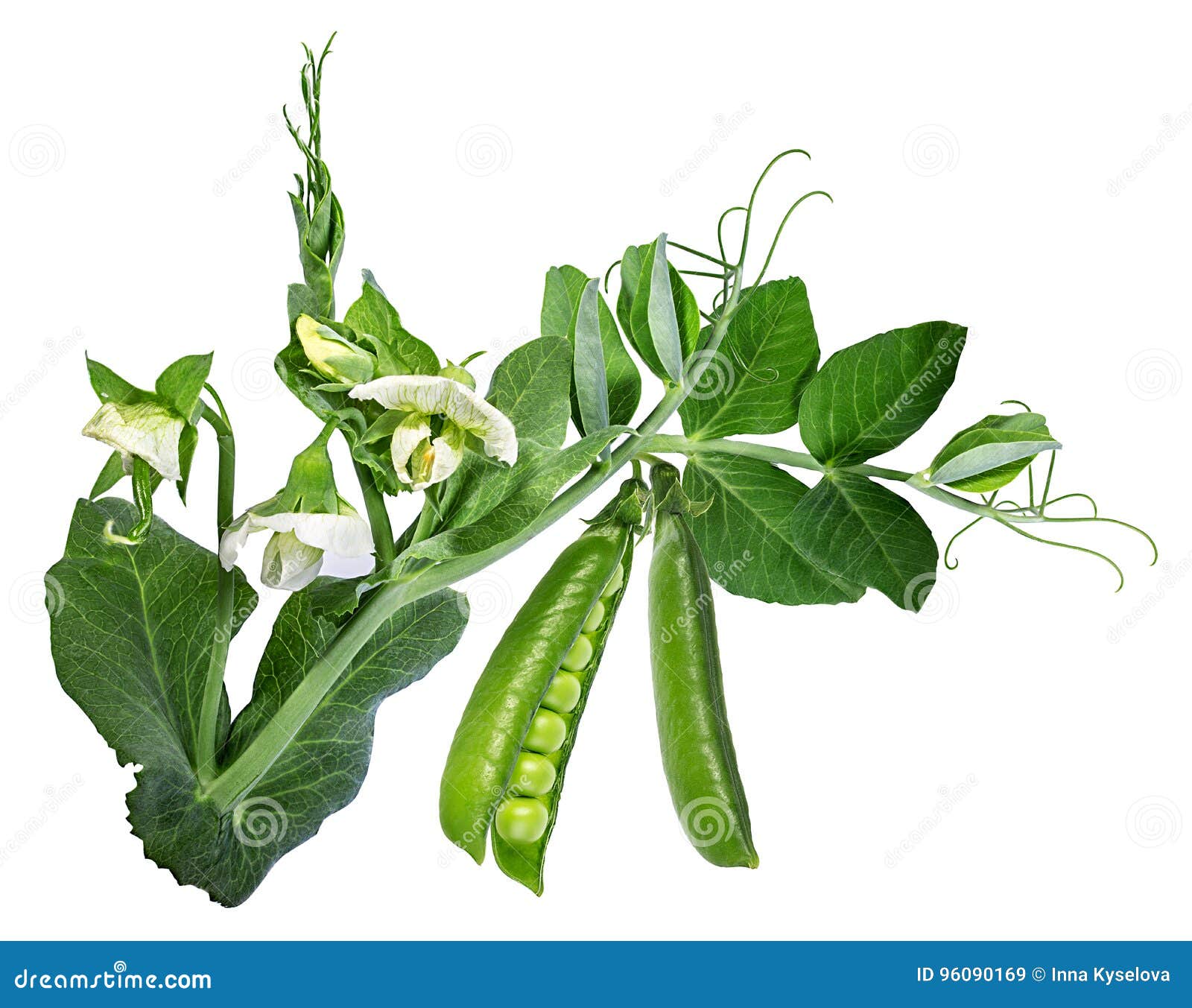 Green Peas with Leaves on White Stock Image Image of leaves, young