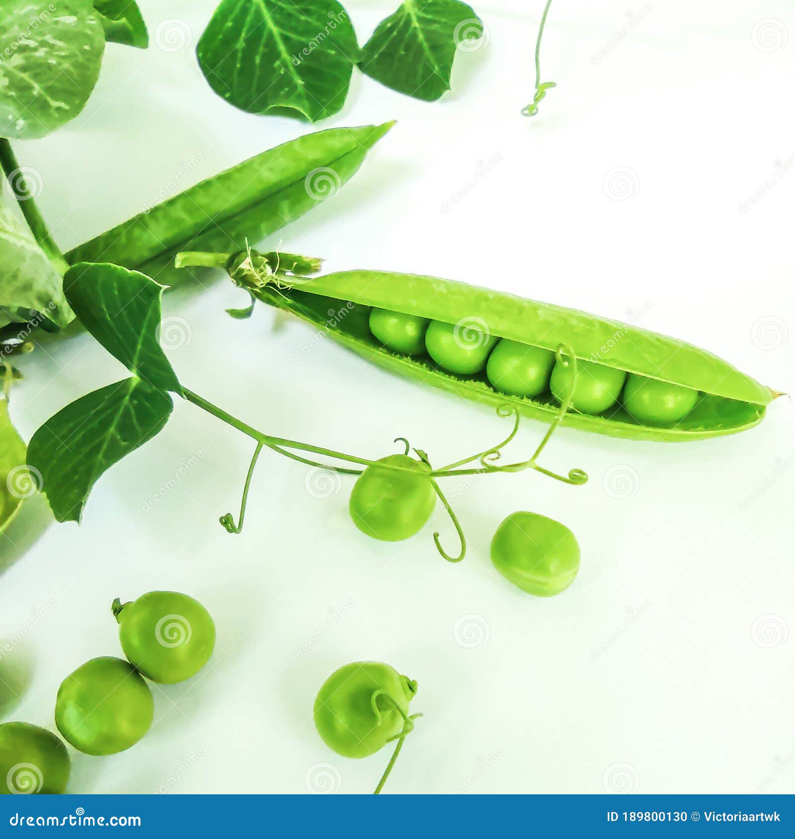 Green Peas in Open Pod and Green Pea Leaves Stock Photo Image of stem