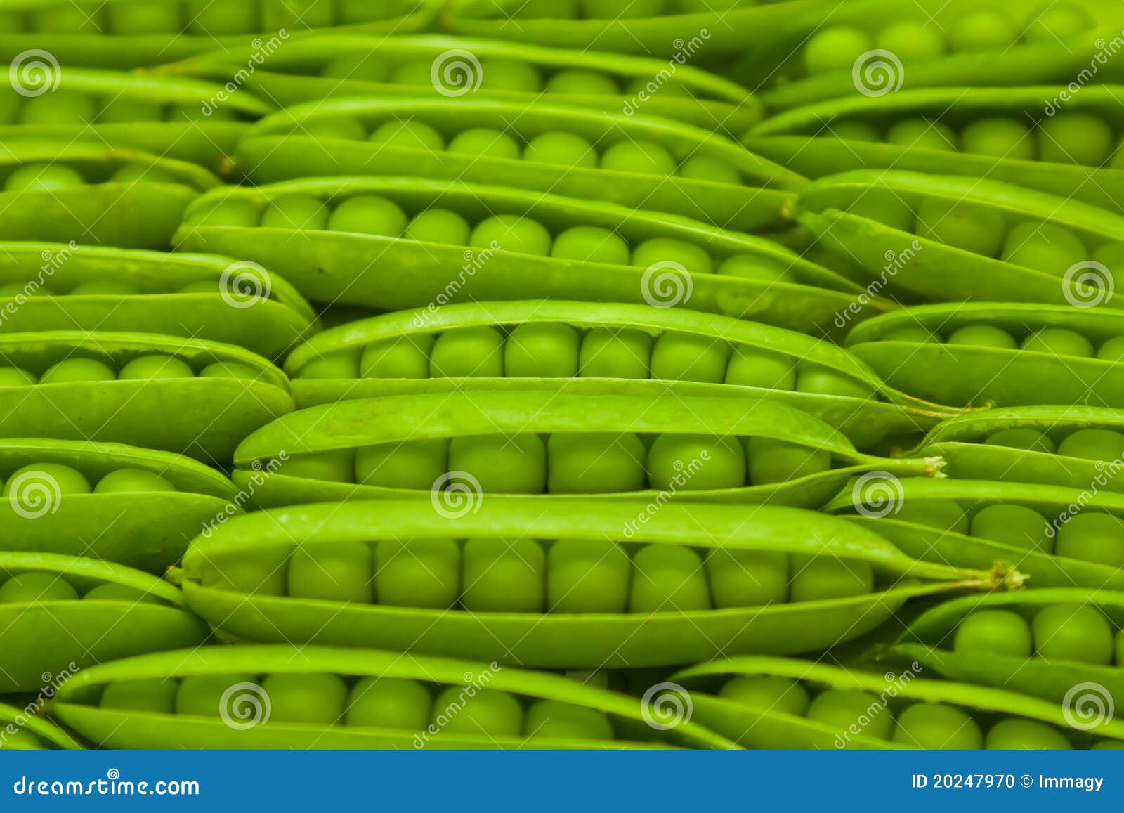 Green peas in pod stock photo. Image of legume, grain 20247970