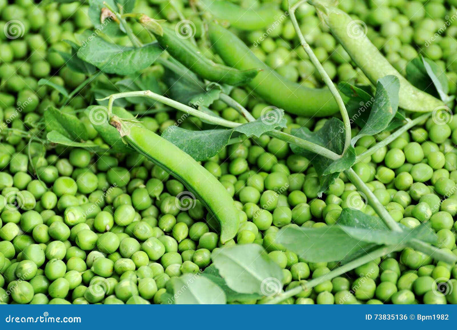 Green peas in the pod stock photo. Image of healthy, dieting 73835136