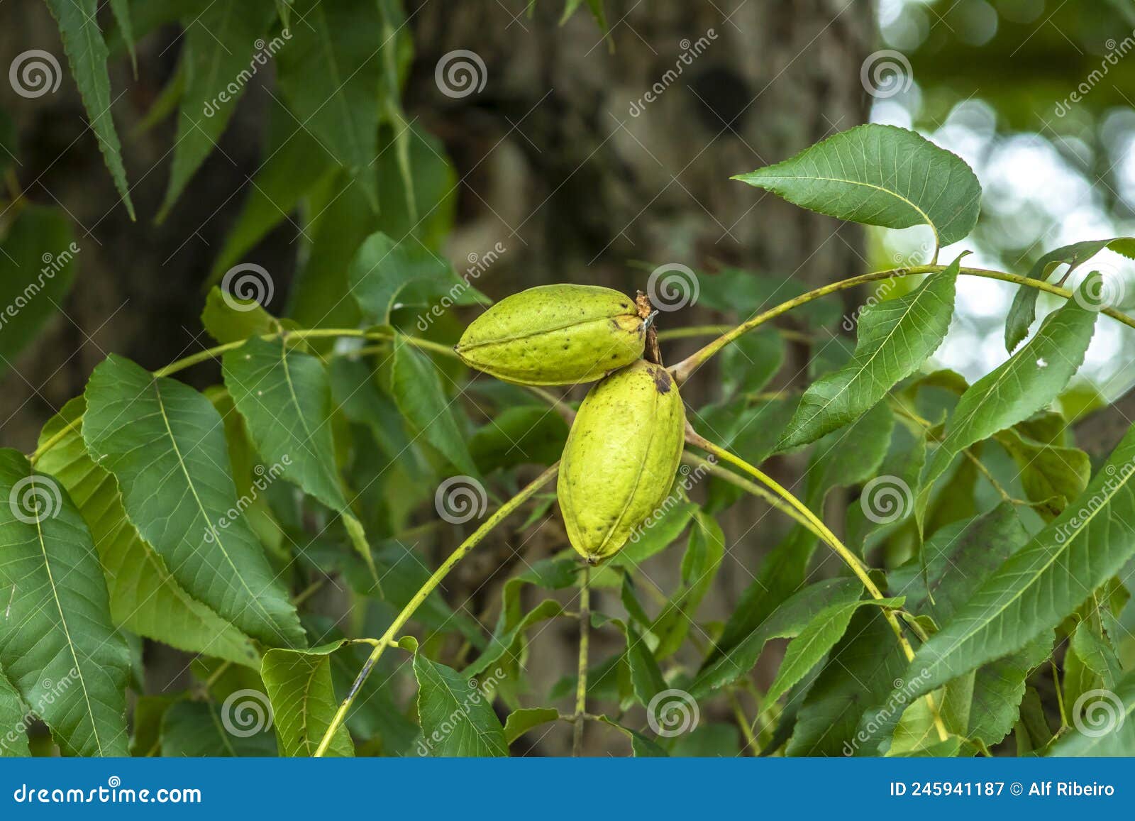Green Pecan Nuts Growing on Tree Stock Image Image of green