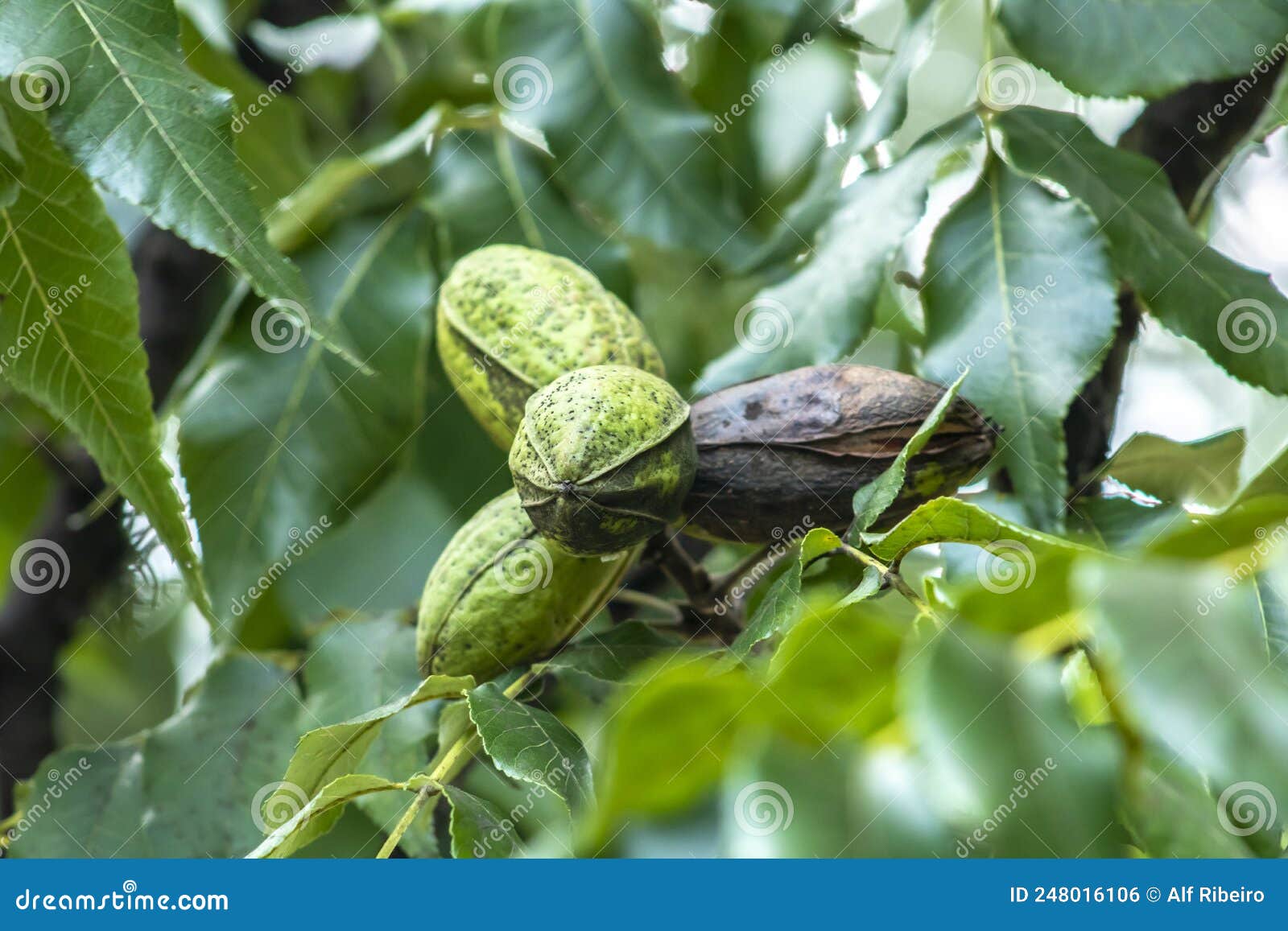 Green Pecan Nuts Growing on Tree Stock Photo Image of branch, farm 248016106