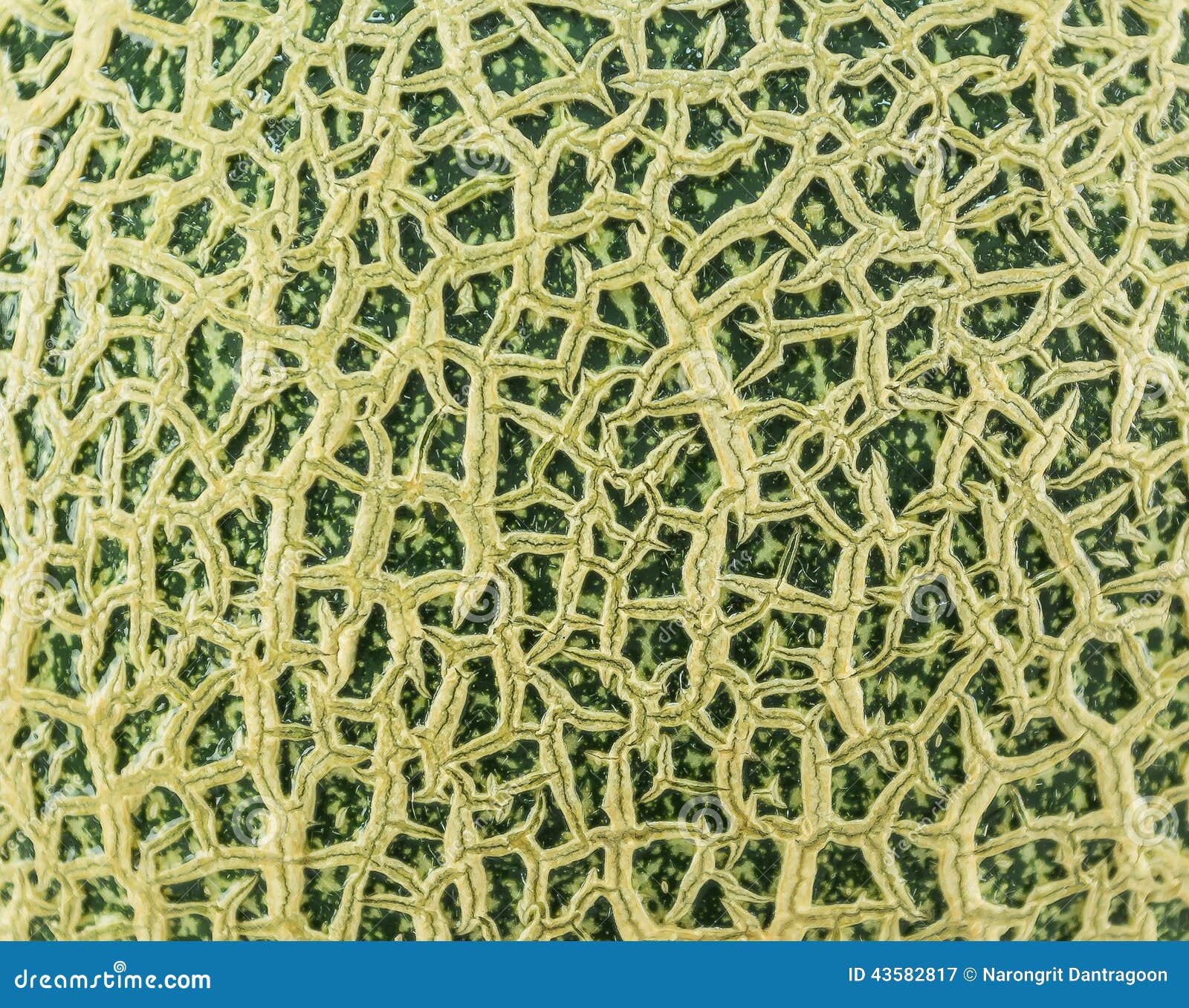 The Cantaloupe Image Is Crosssectioned And There Is Fresh Seed Inside The Fruit, The Background