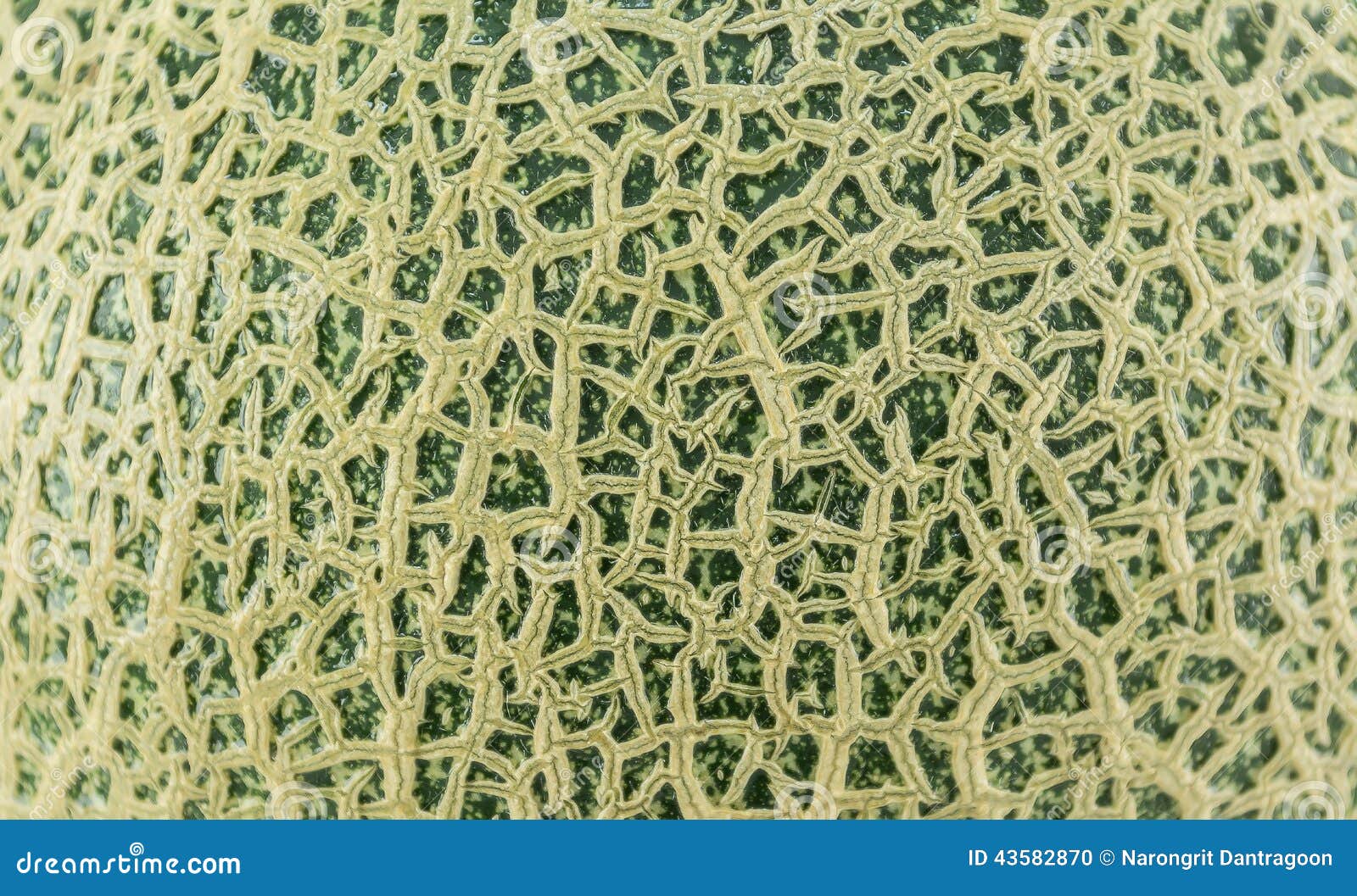 The Cantaloupe Image Is Crosssectioned And There Is Fresh Seed Inside The Fruit, The Background