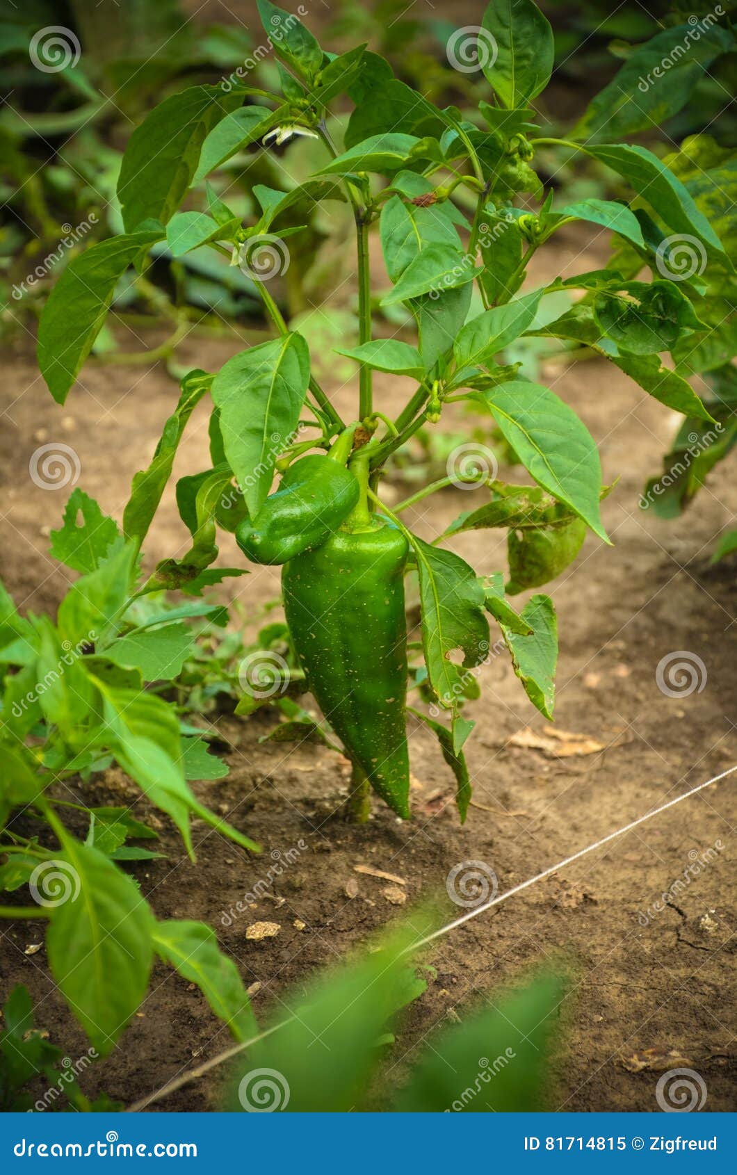 green pepers/pimiento personal garden