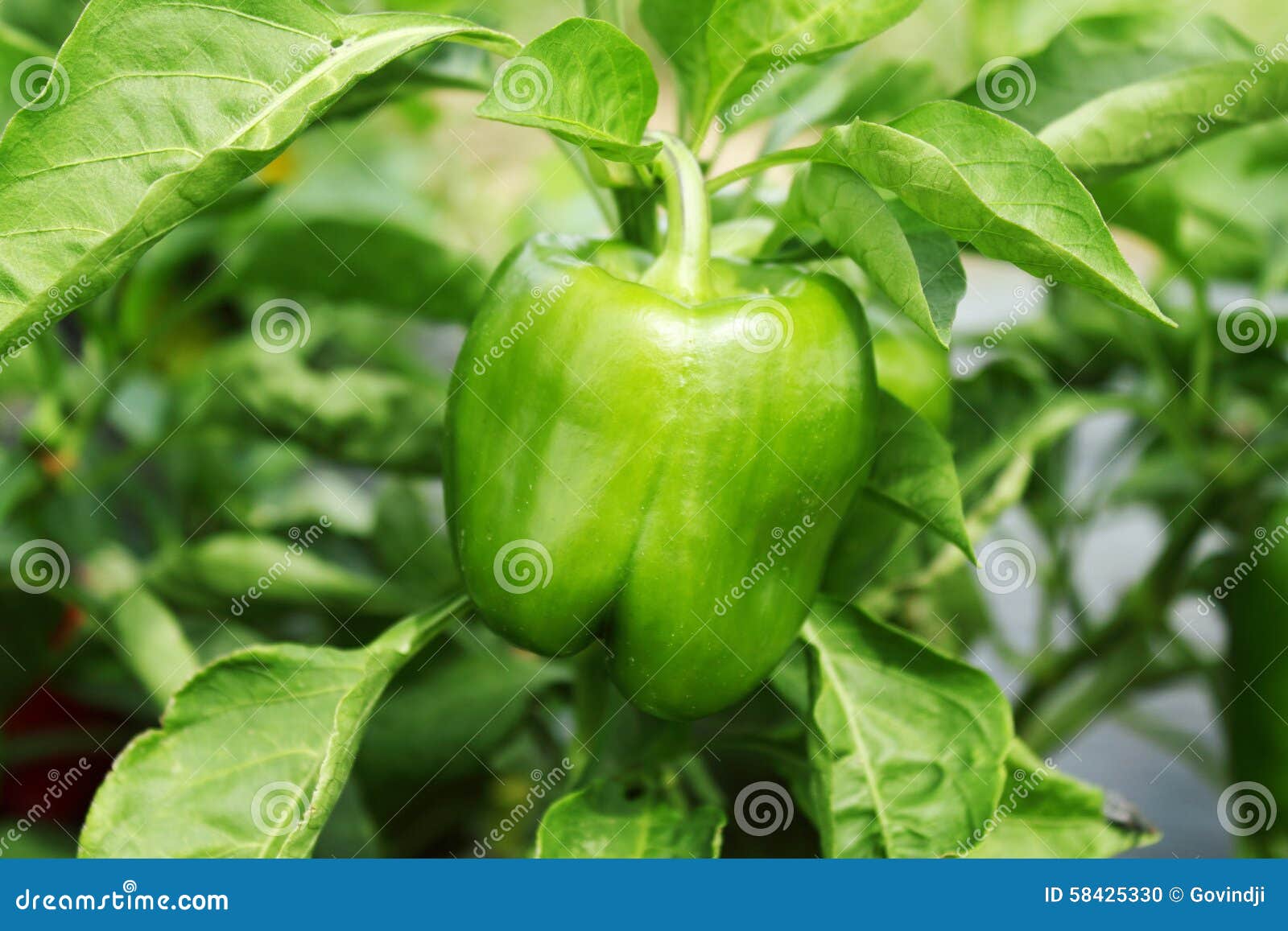 Green Pepper or Bell Pepper on Plant Stock Photo Image of fiber, health 58425330