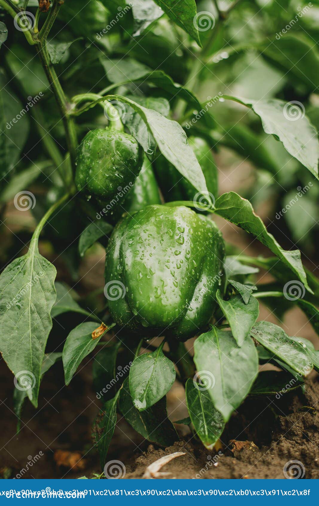 Green pepper on the ground stock image. Image of wallaper 253301479