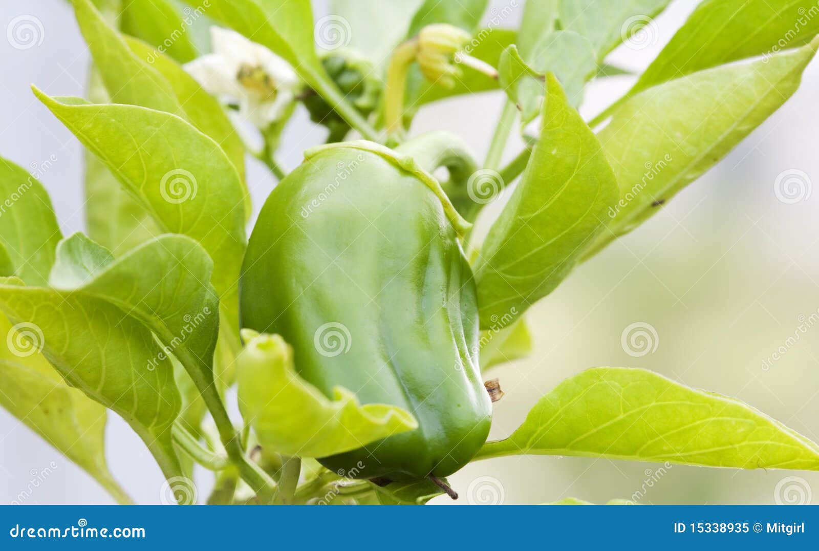Green Pepper Growing in the Garden Stock Image Image of outside