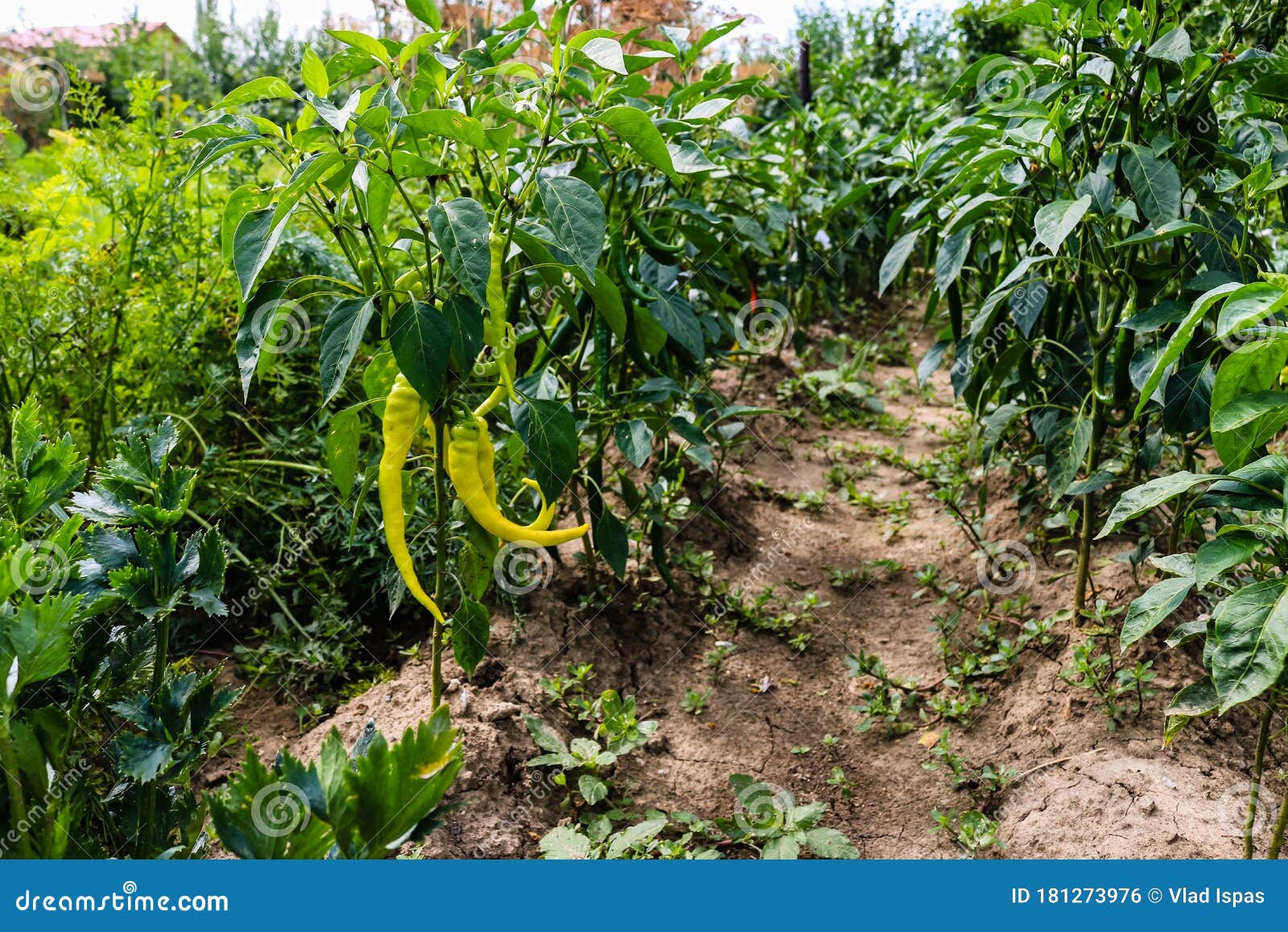 .Green Pepper Growing in the Garden Stock Photo Image of fresh