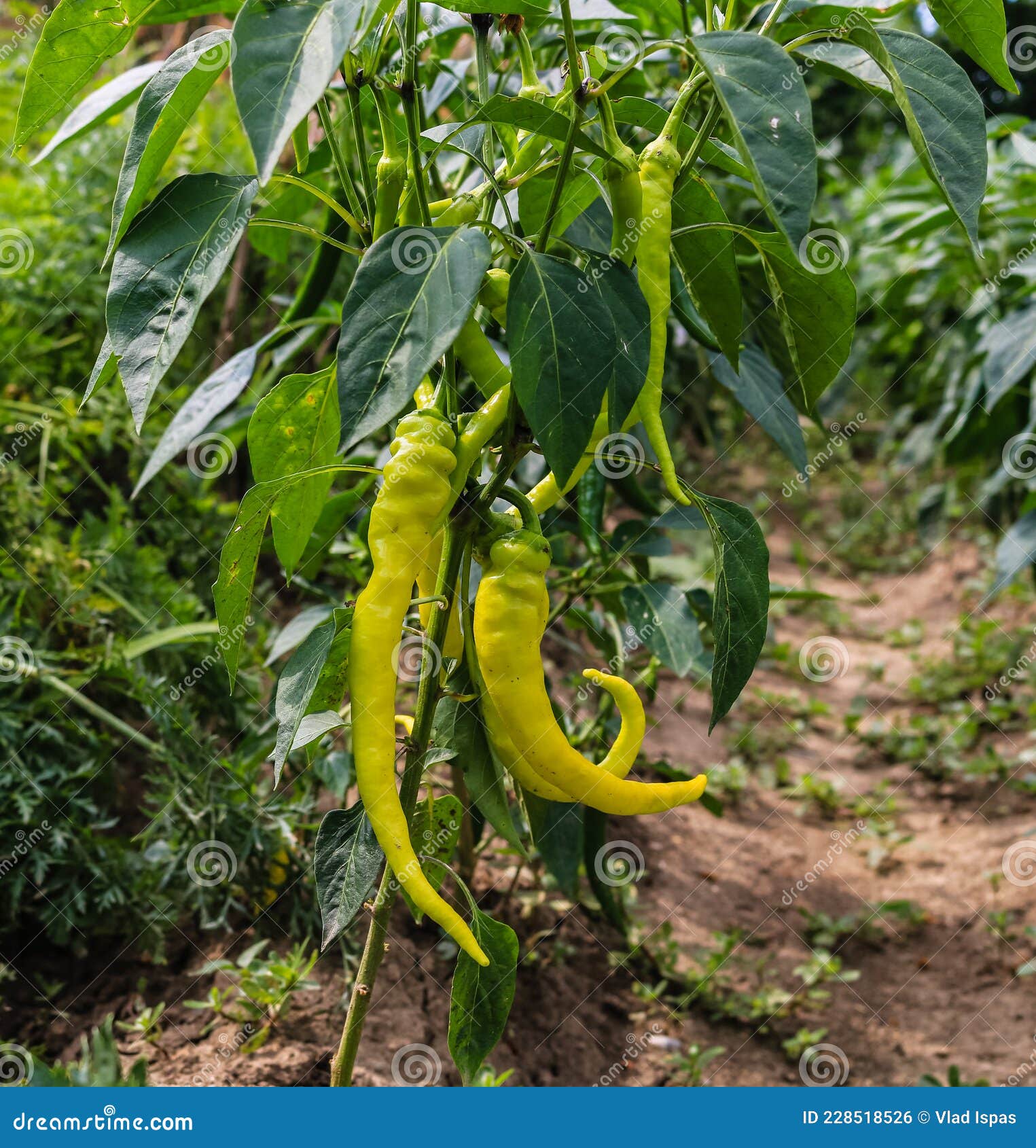 .Green Pepper Growing in the Garden Stock Photo Image of pepper