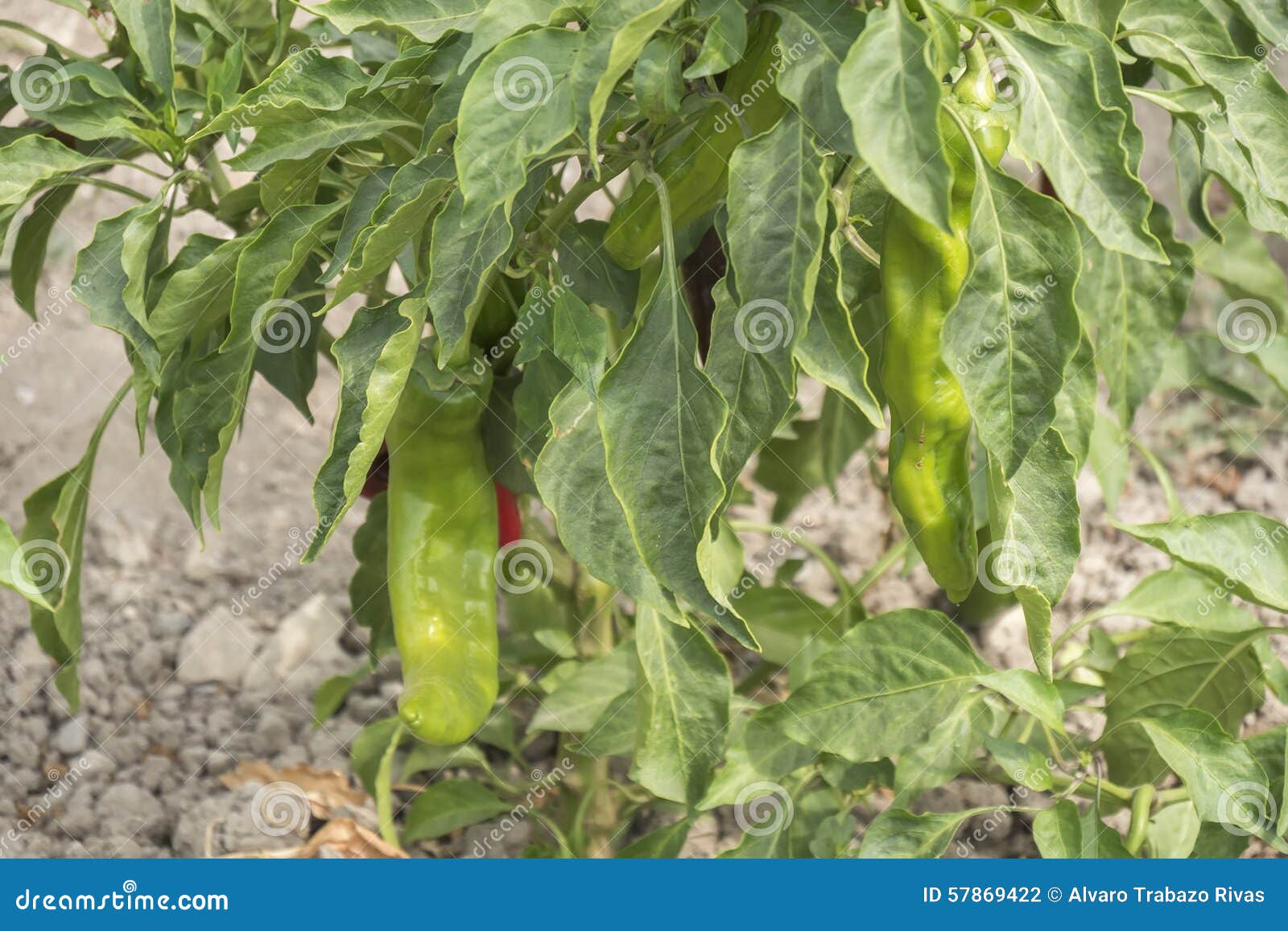 Green pepper growing stock photo. Image of condiment 57869422