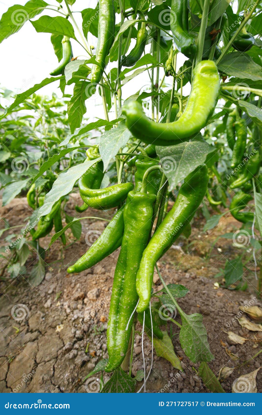 Green Pepper Grown in Greenhouses Stock Image Image of pepper, sweet