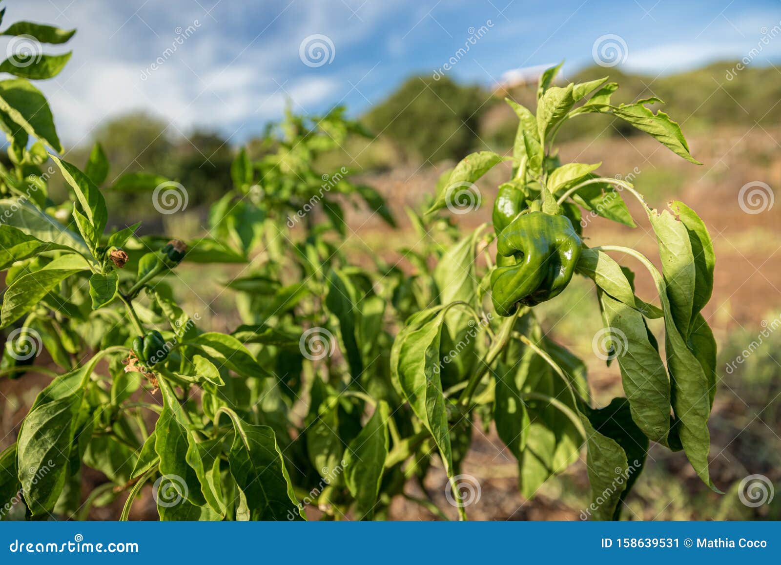 Green pepper plant stock image. Image of nutrition, horticulture