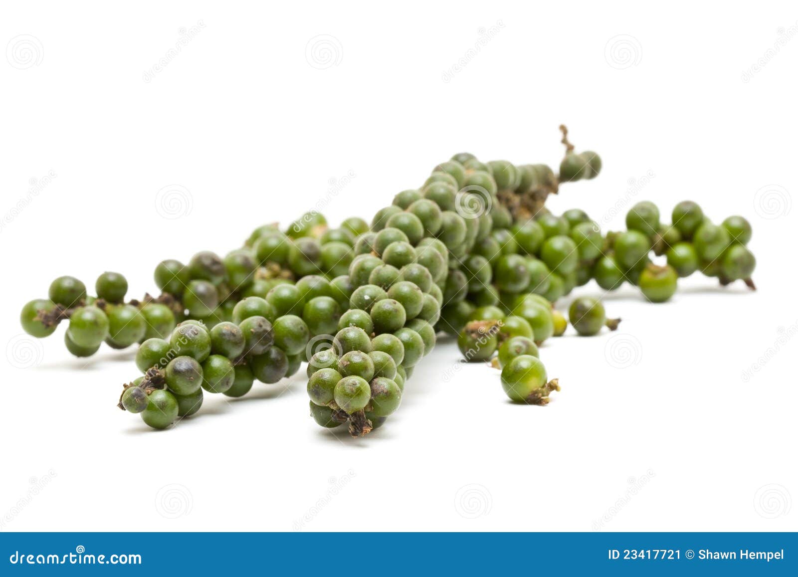 Green peppercorns stock image. Image of fresh, organic 23417721
