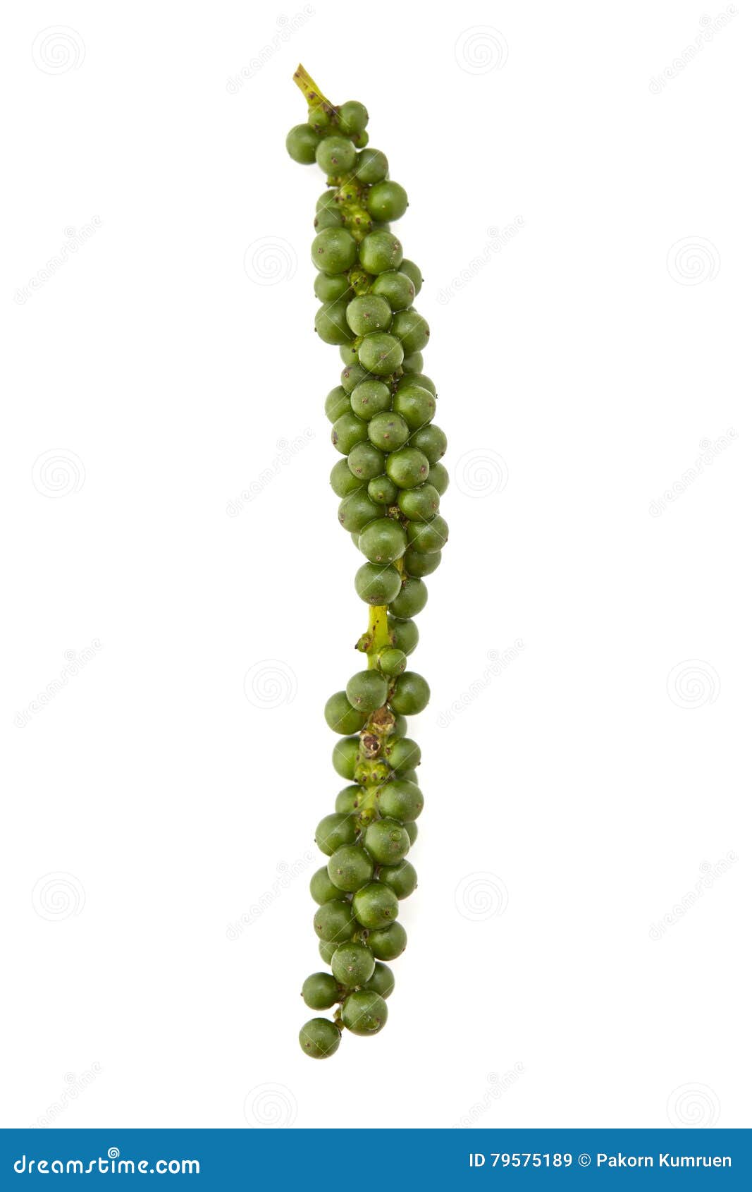 Green peppercorns stock image. Image of spicy, white 79575189
