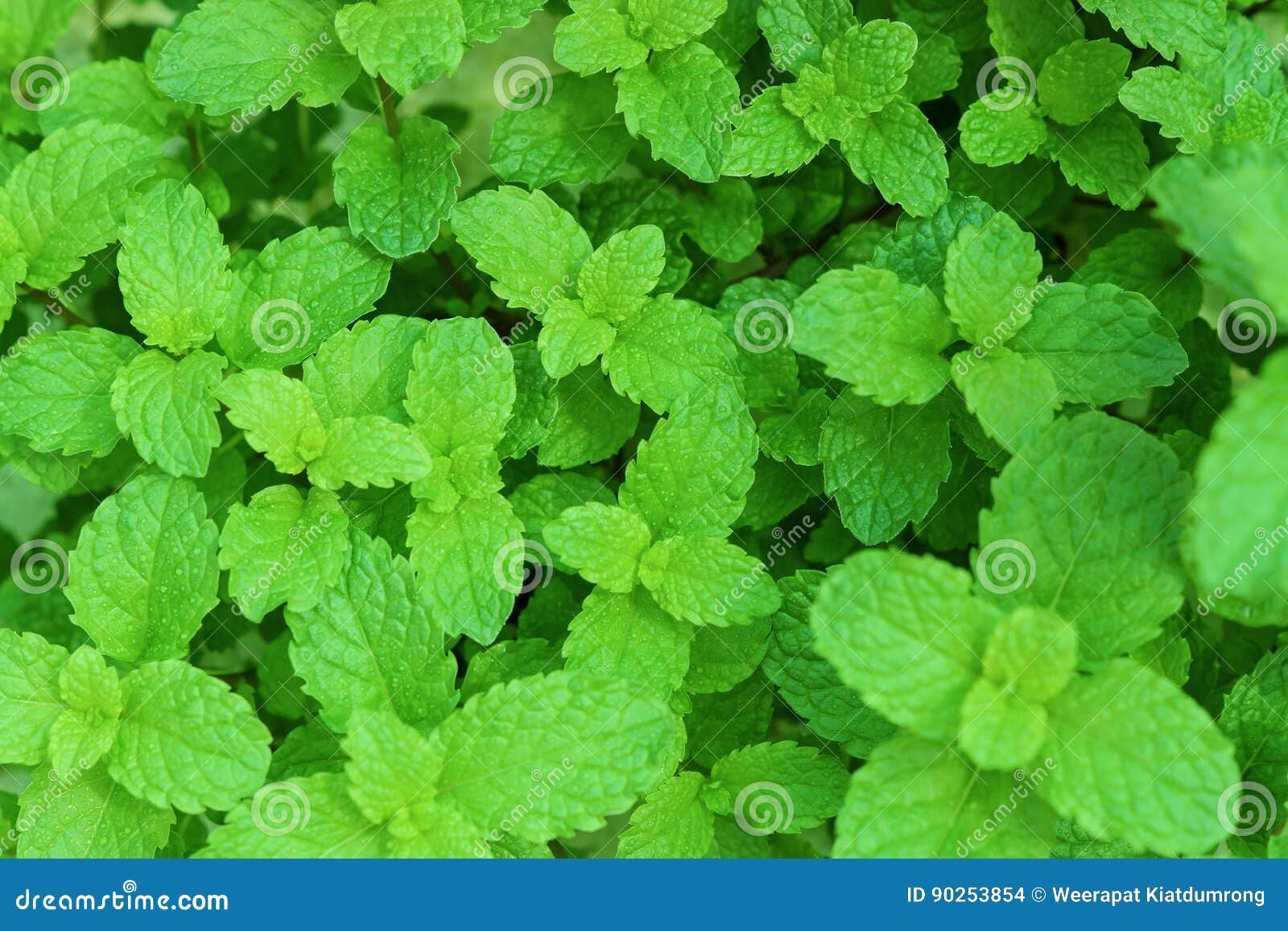 Green peppermint leaves stock photo. Image of aroma, herb 90253854