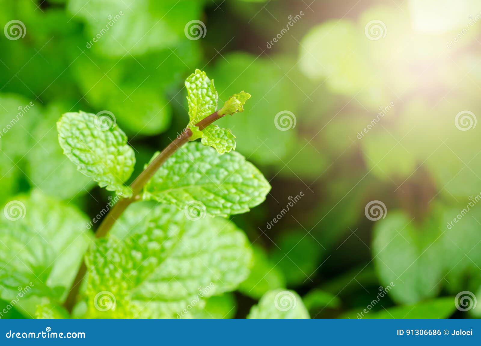Green peppermint leaves stock photo. Image of gardening 91306686