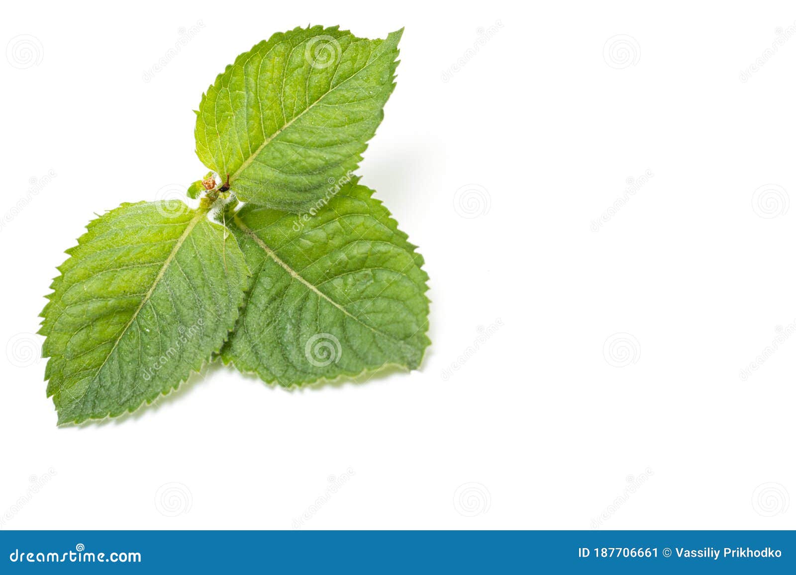 Green peppermint leaves stock image. Image of color 187706661