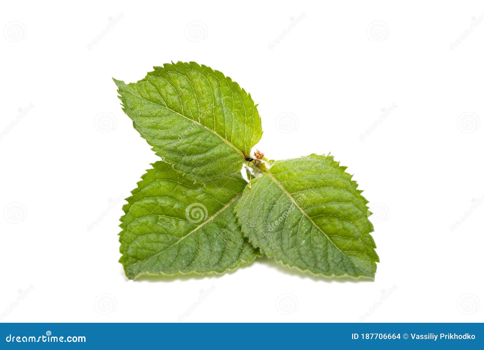 Green peppermint leaves stock photo. Image of fresh 187706664