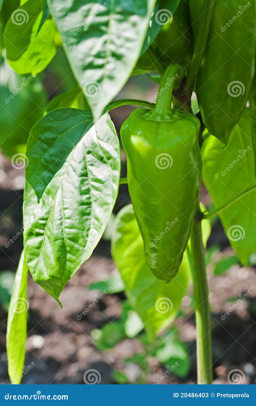 Green Peppers Growing in the Garden Stock Image Image of organic