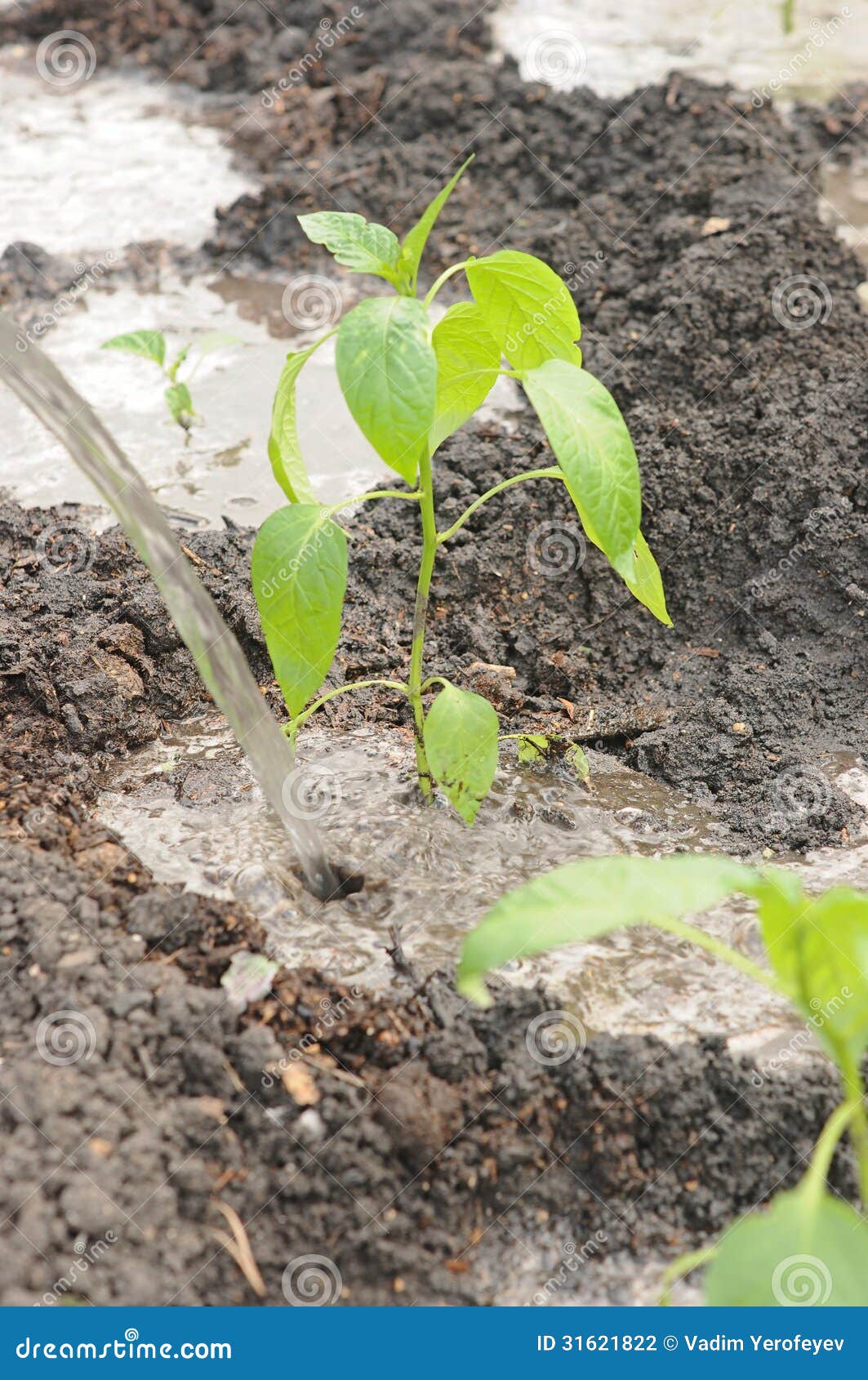 Green peppers growing stock photo. Image of farm, agriculture 31621822