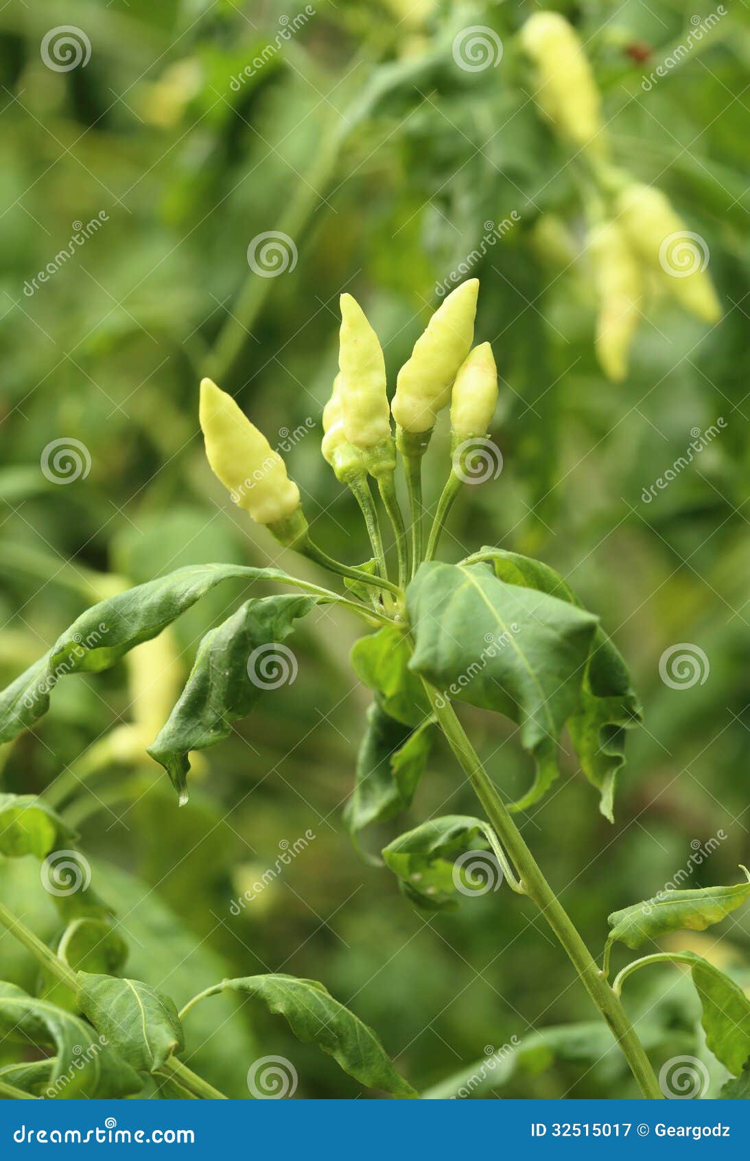 Green Peppers stock image. Image of botanical, floral 32515017