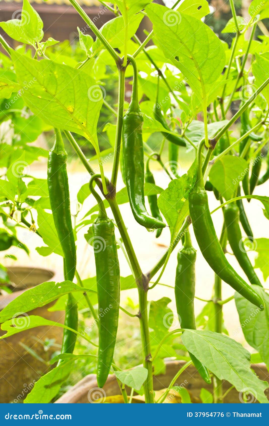 Green Peppers on the Tree in Nature Stock Photo Image of tasty
