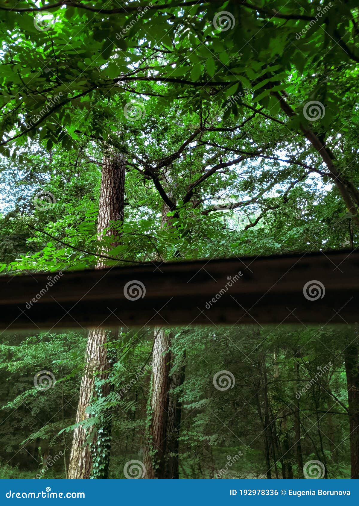 Green Photography Green Aesthetic Trees Forest Stock Photo Image Of Aesthetic Trees Green Photography Green Aesthetic Trees Forest Stock Photo Image Of Aesthetic Trees