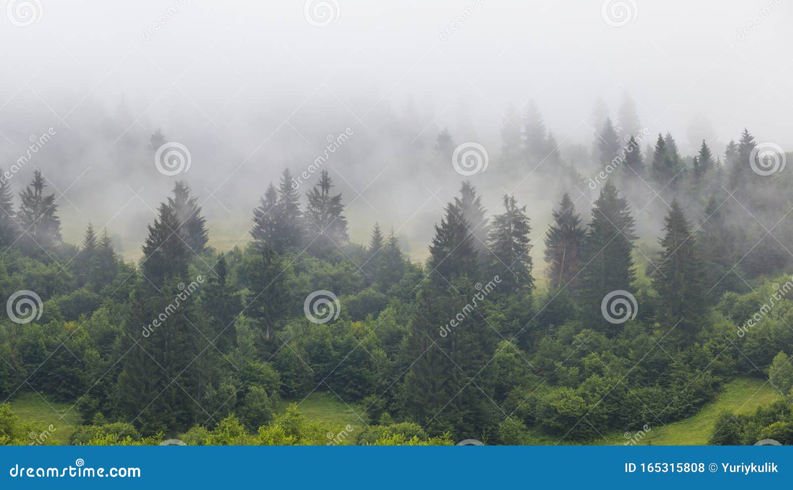 Green Pine Forest On A Mount Slope In A Dense Fog Stock Photo Image